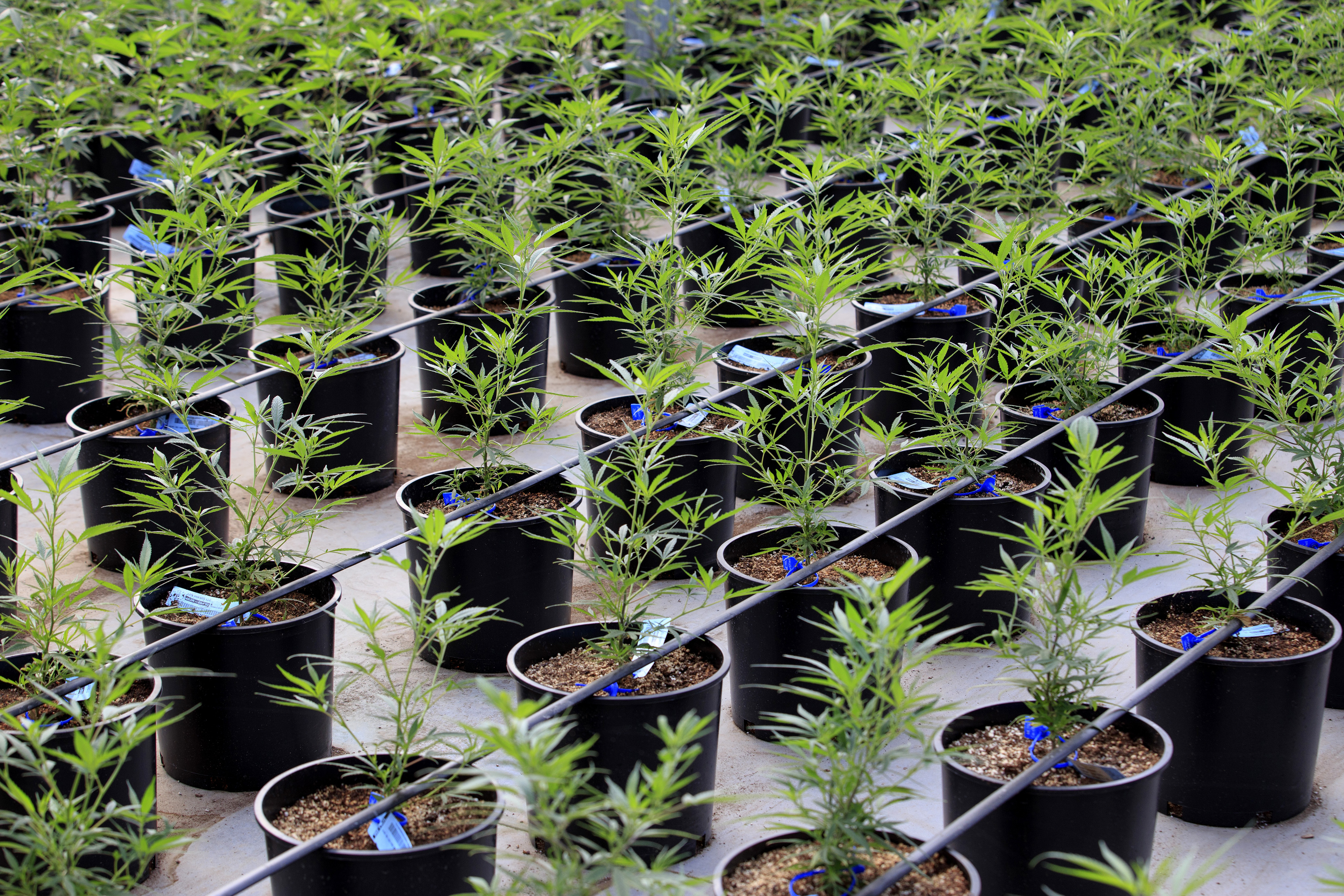 Marijuana Growing At Los Suenos Farms As Colorado's $1-Billion Pot Industry Saves Towns