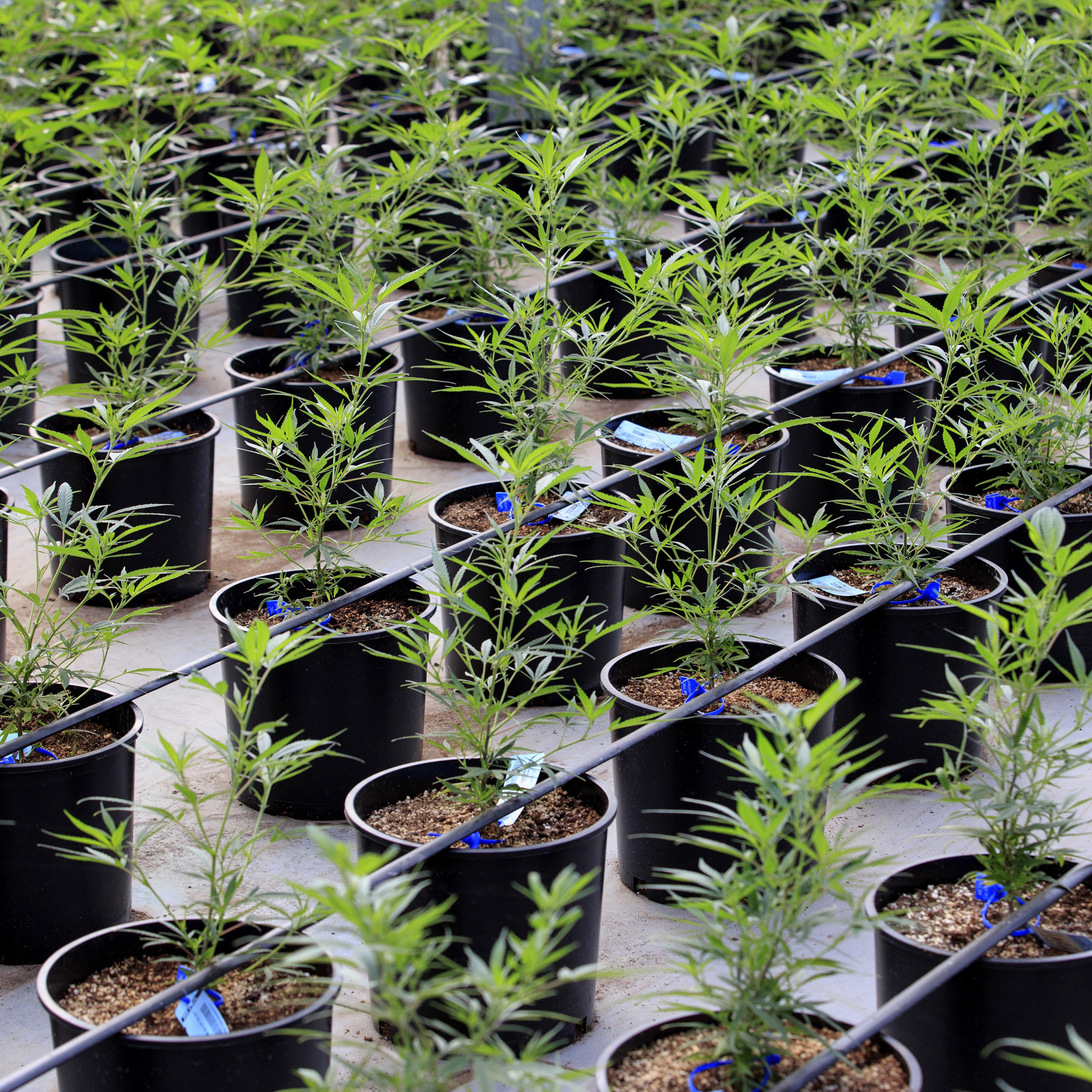 Marijuana Growing At Los Suenos Farms As Colorado's $1-Billion Pot Industry Saves Towns