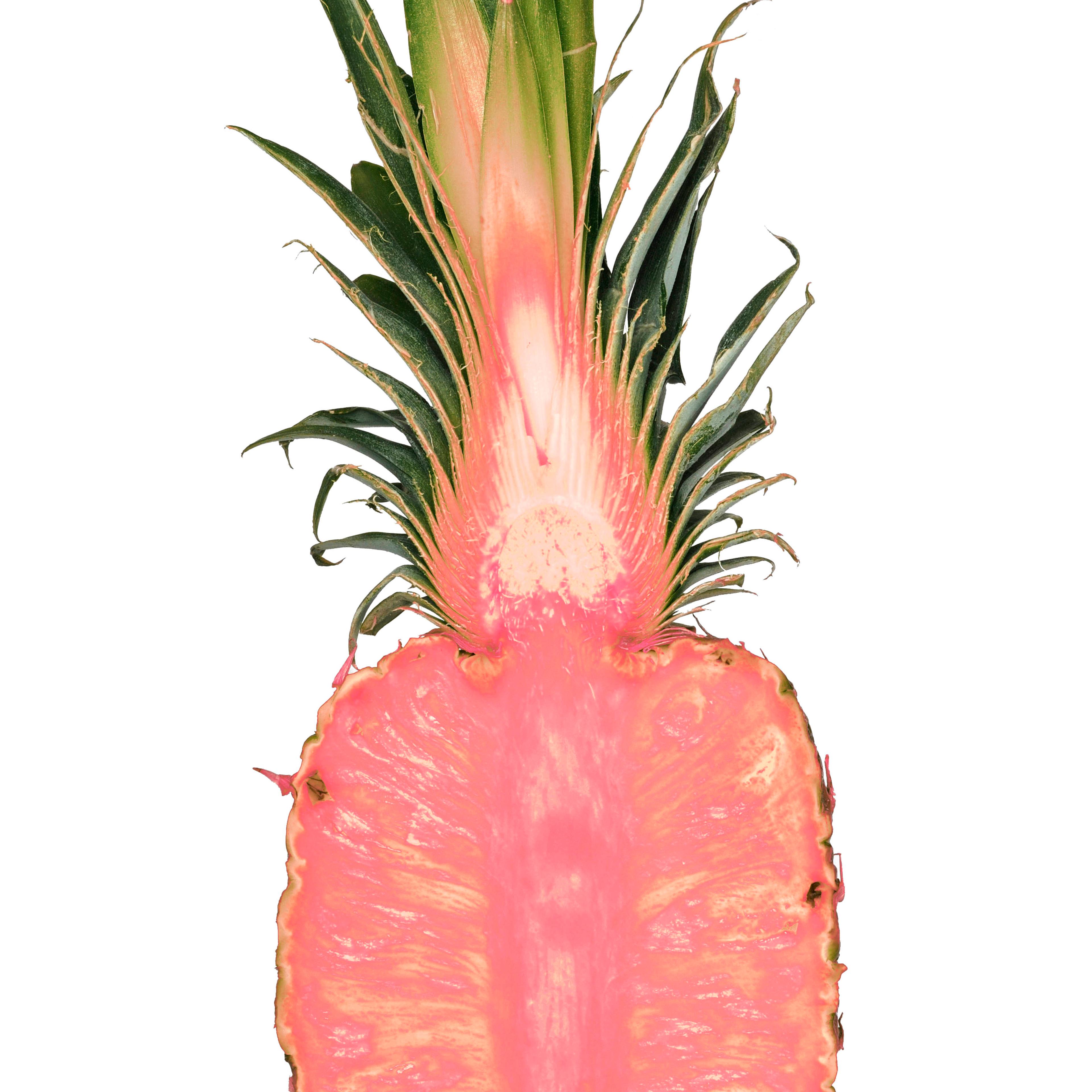 gmo-pink-pineapple