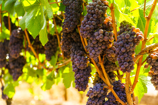 Bushels of pinot noir grapes on the vine