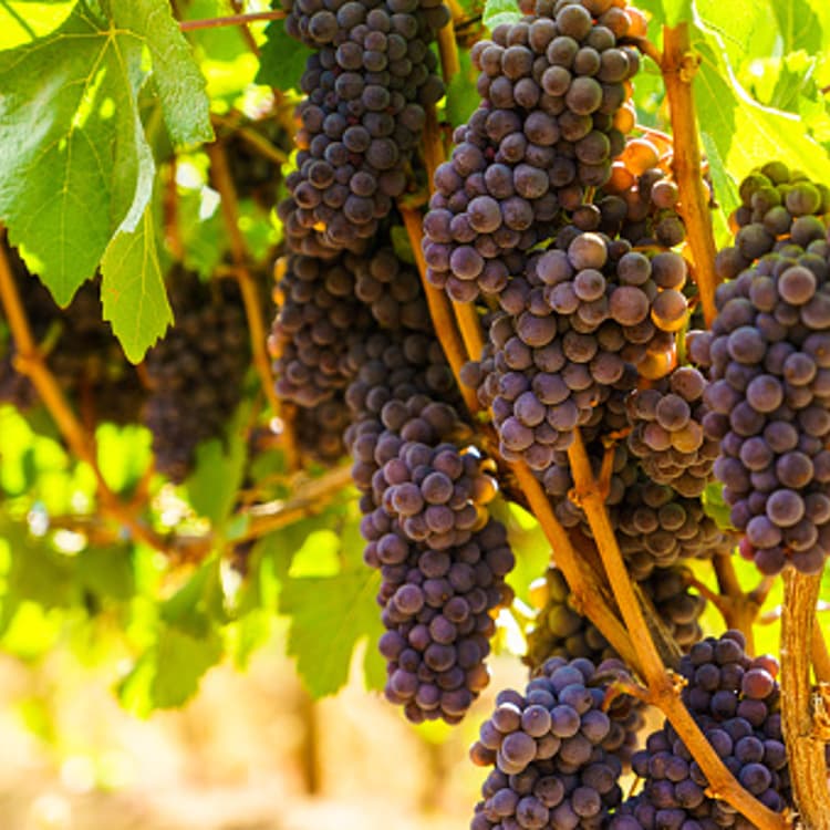 Bushels of pinot noir grapes on the vine