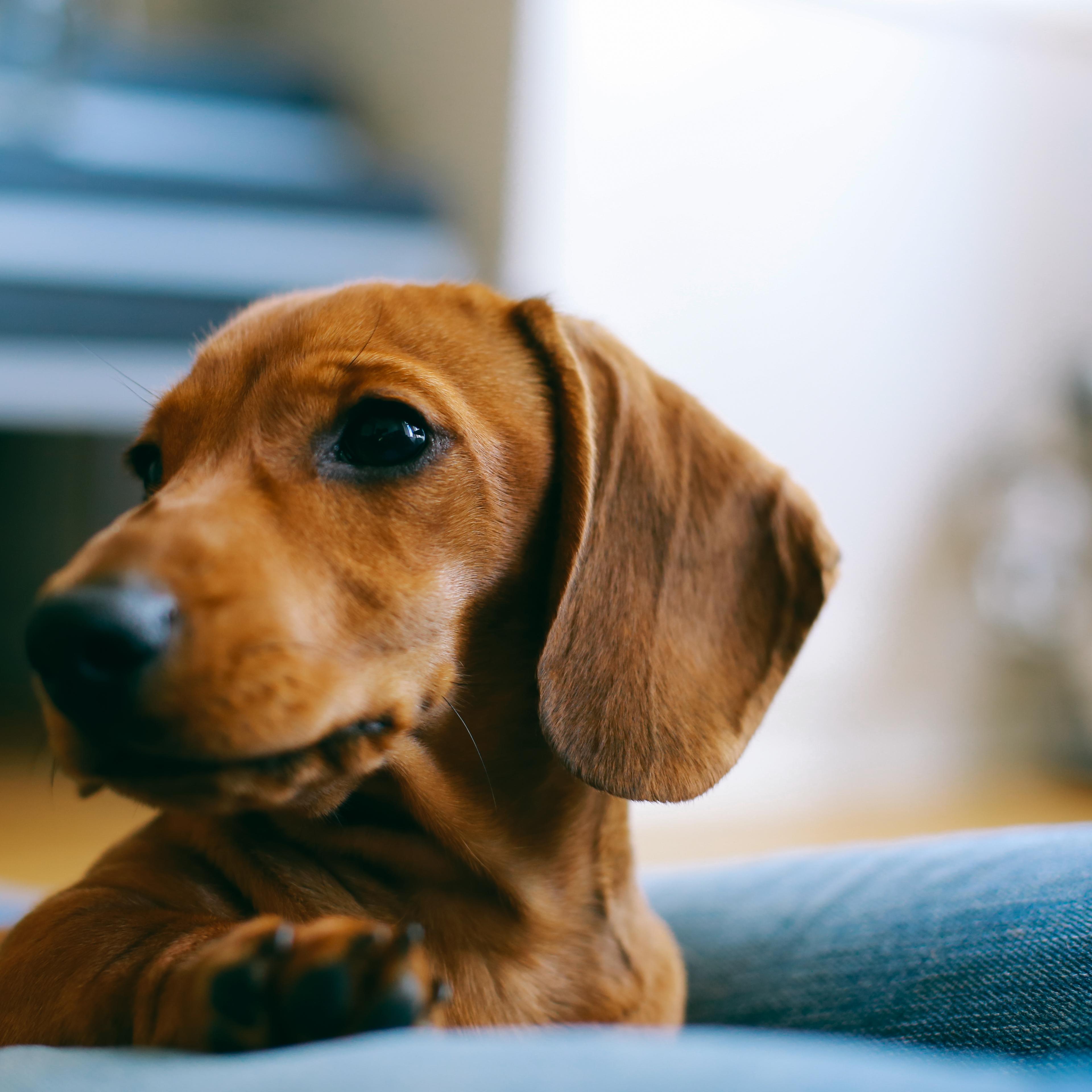 Close-Up Of Dog
