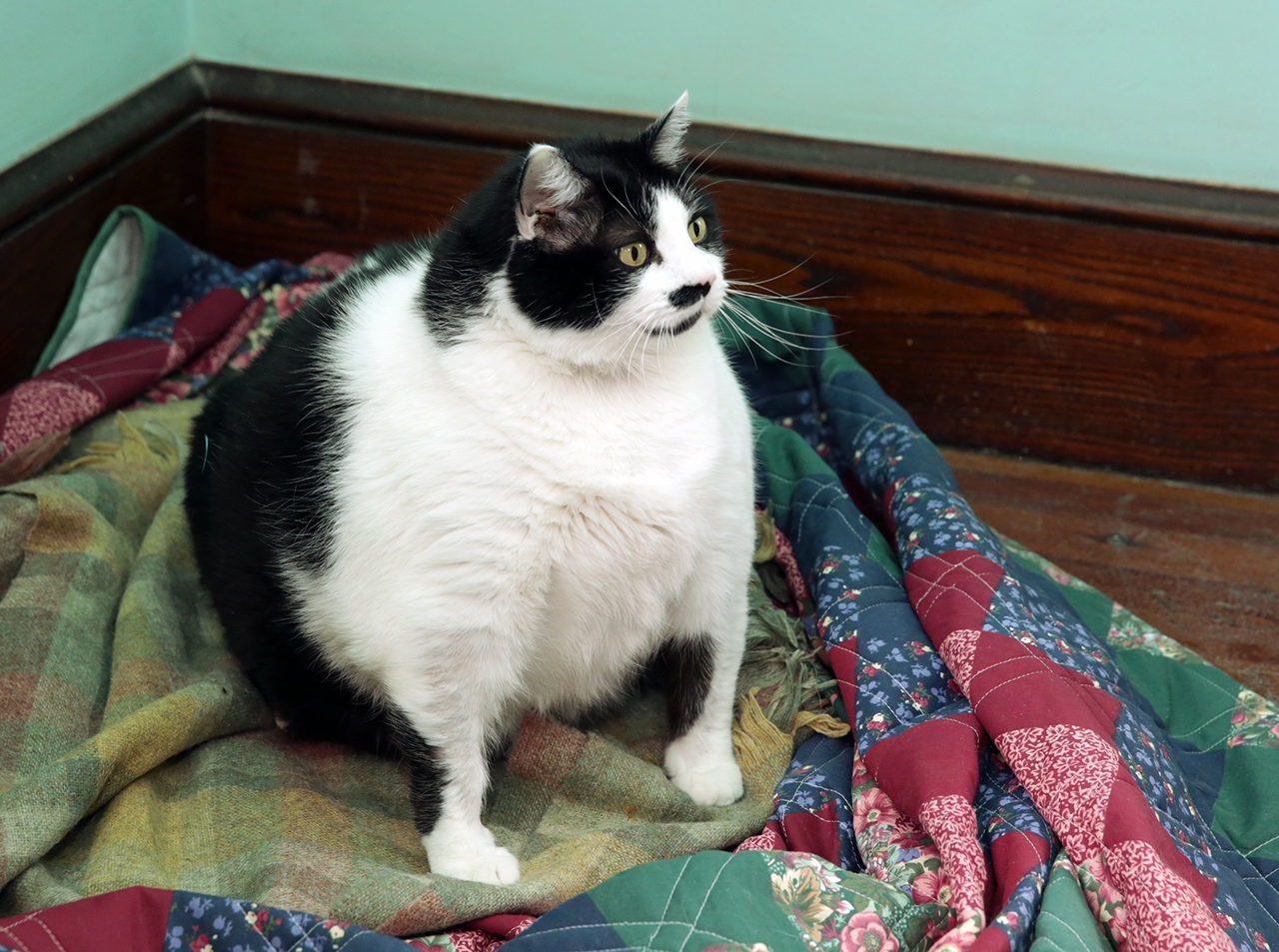 Sprinkles the cat is pictured at The Crooked Tail in Sea Isle City, N.J. on April 23, 2015.