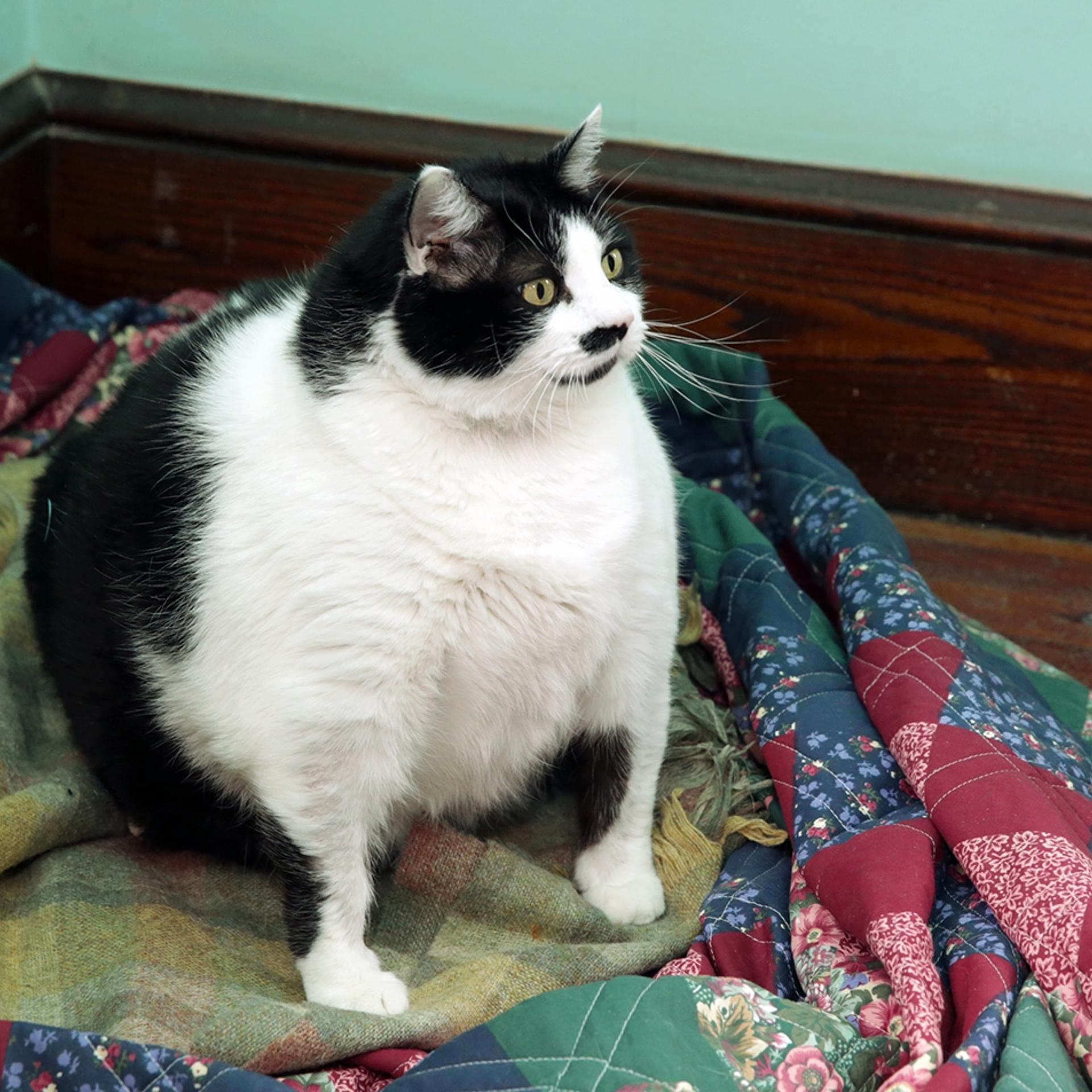 Sprinkles the cat is pictured at The Crooked Tail in Sea Isle City, N.J. on April 23, 2015.