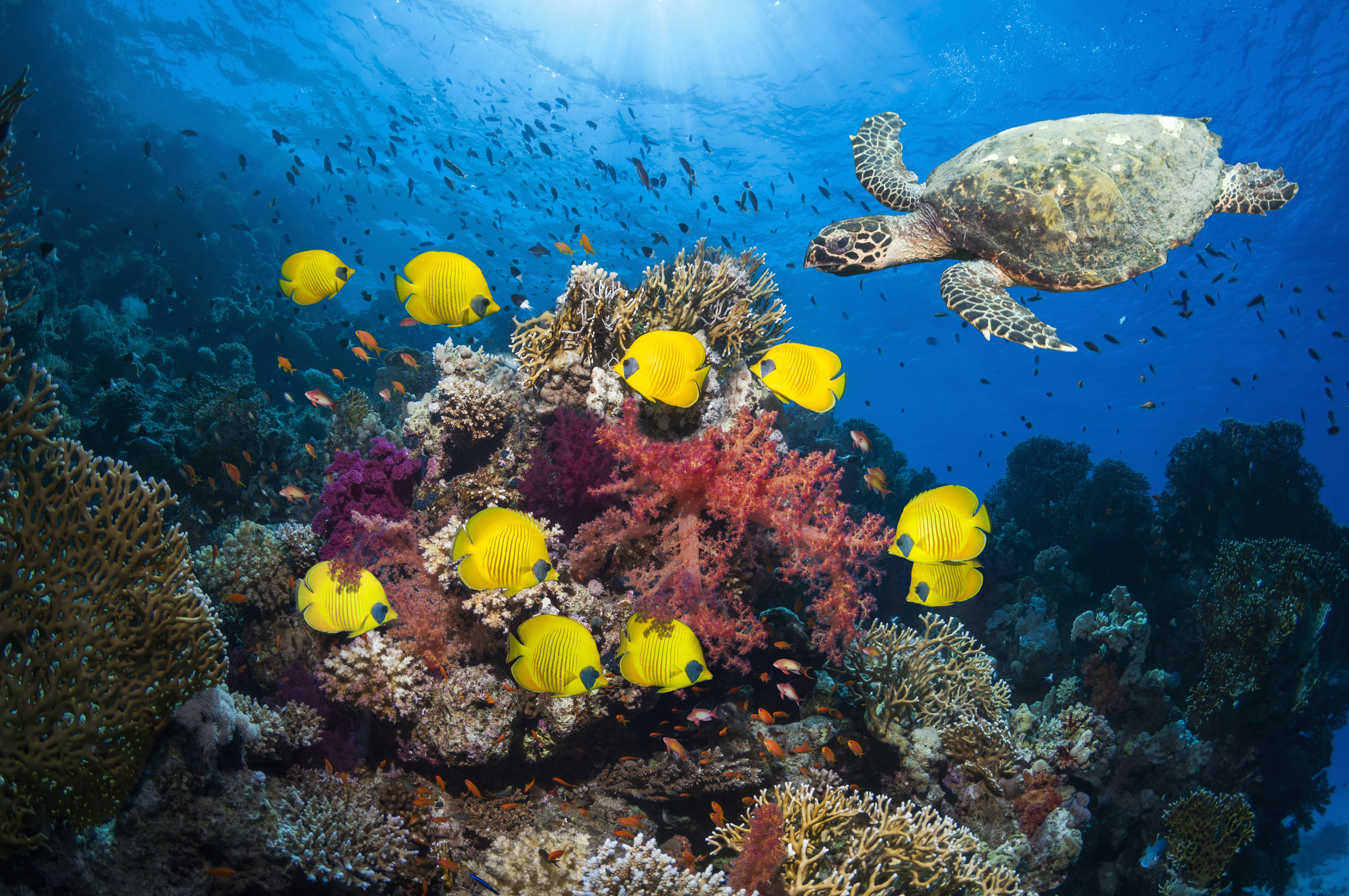 Coral reef with fish and turtle