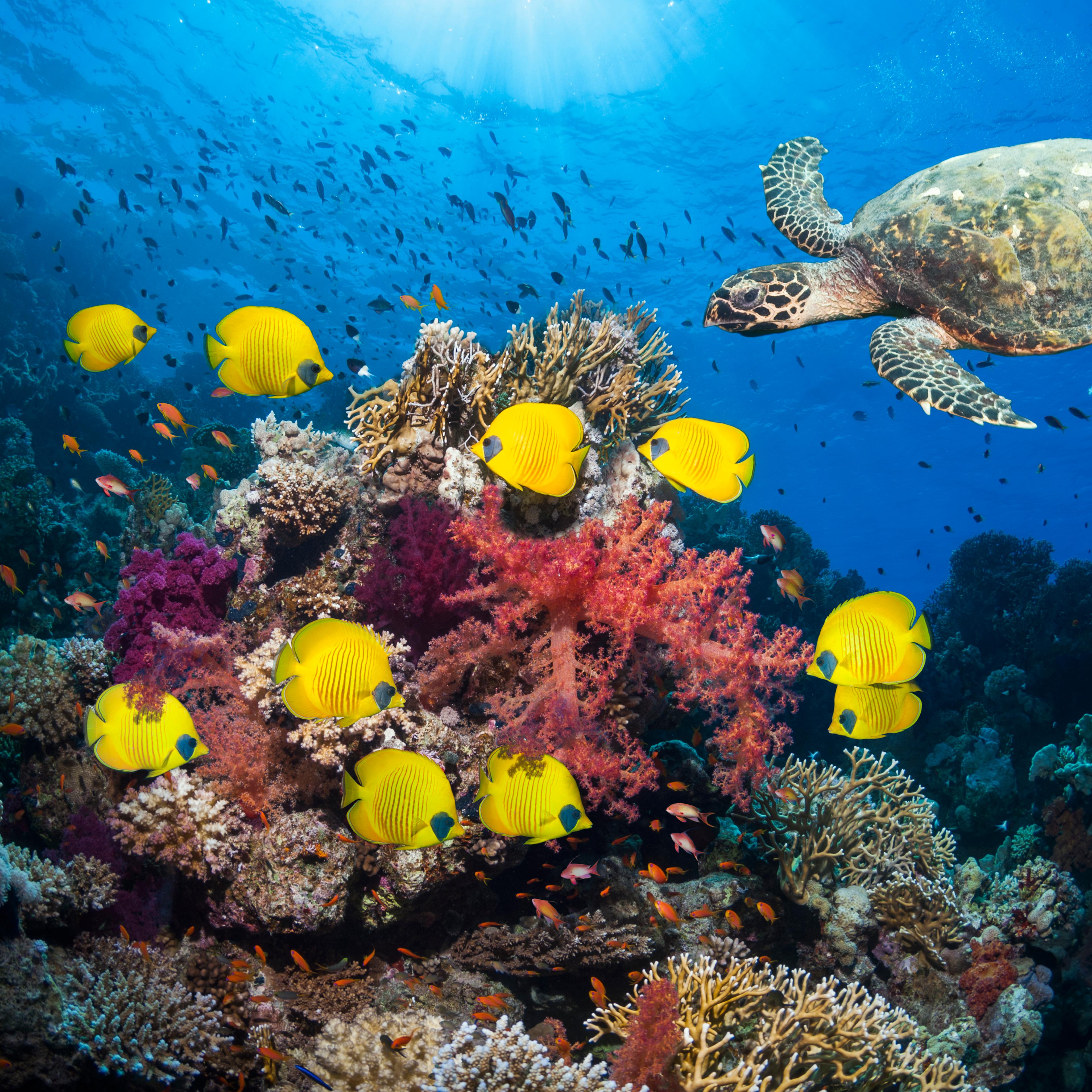 Coral reef with fish and turtle