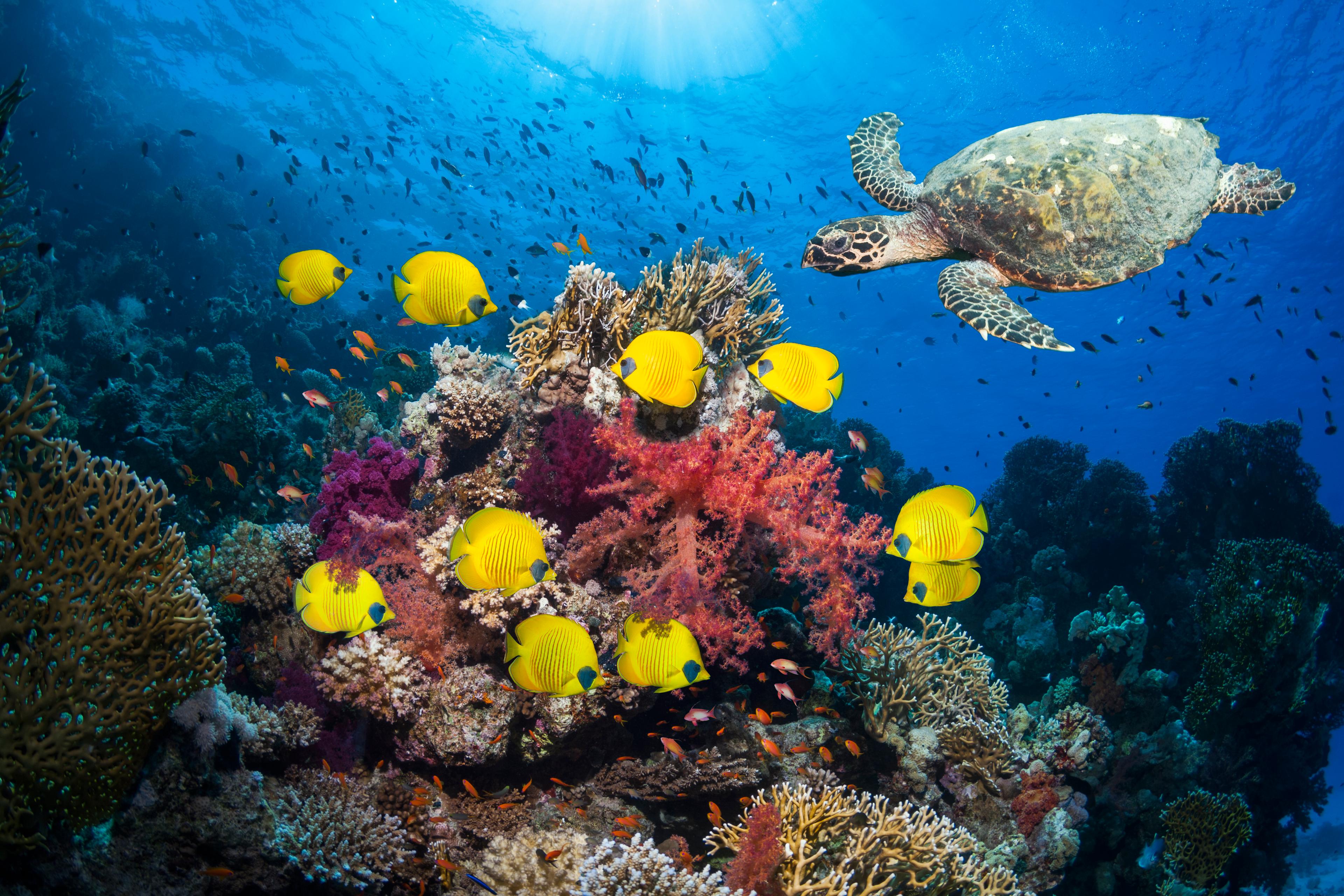 Coral reef with fish and turtle