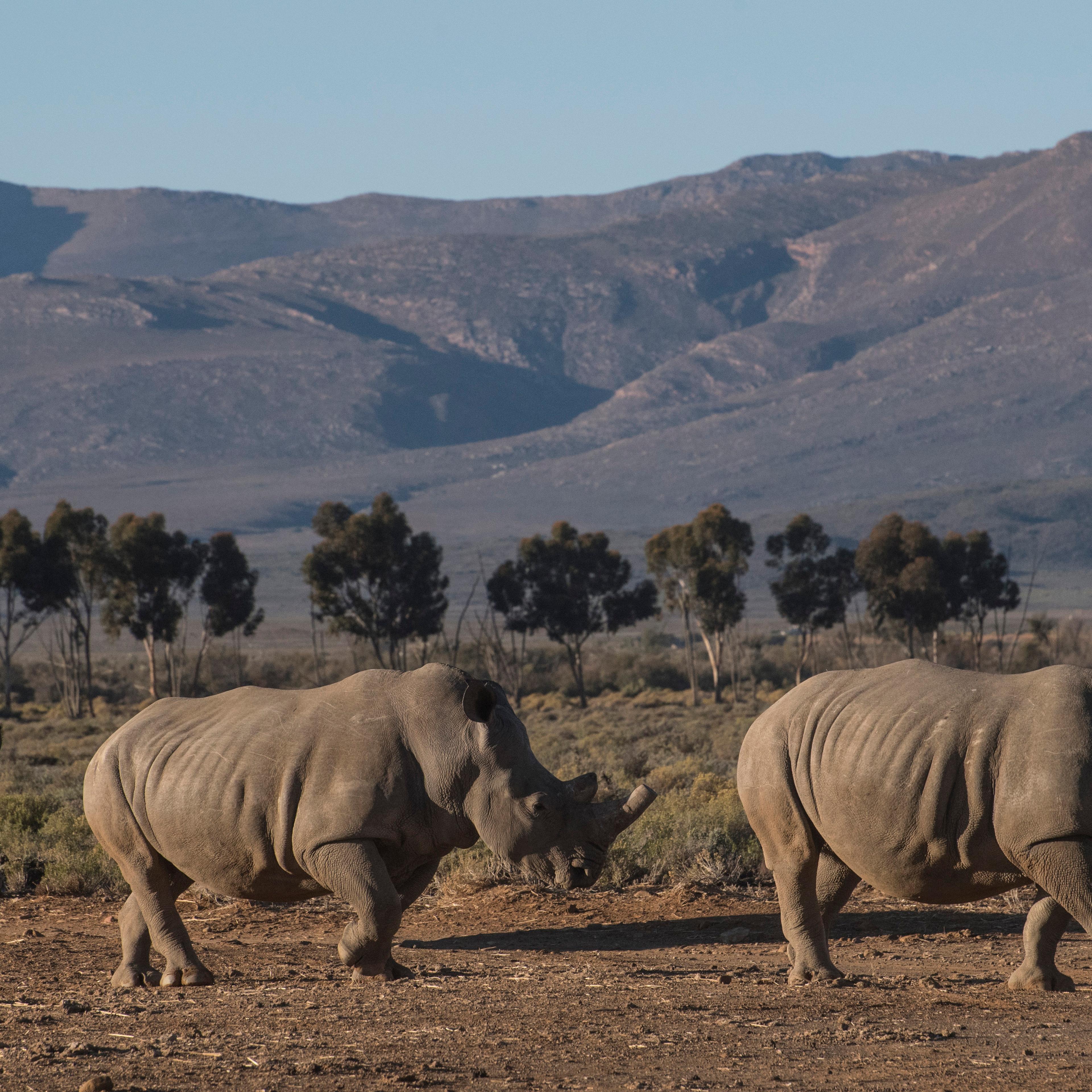 Three rhinoceros walk in the Inverdoorn Game Reserve in South Africa on June 06, 2015.