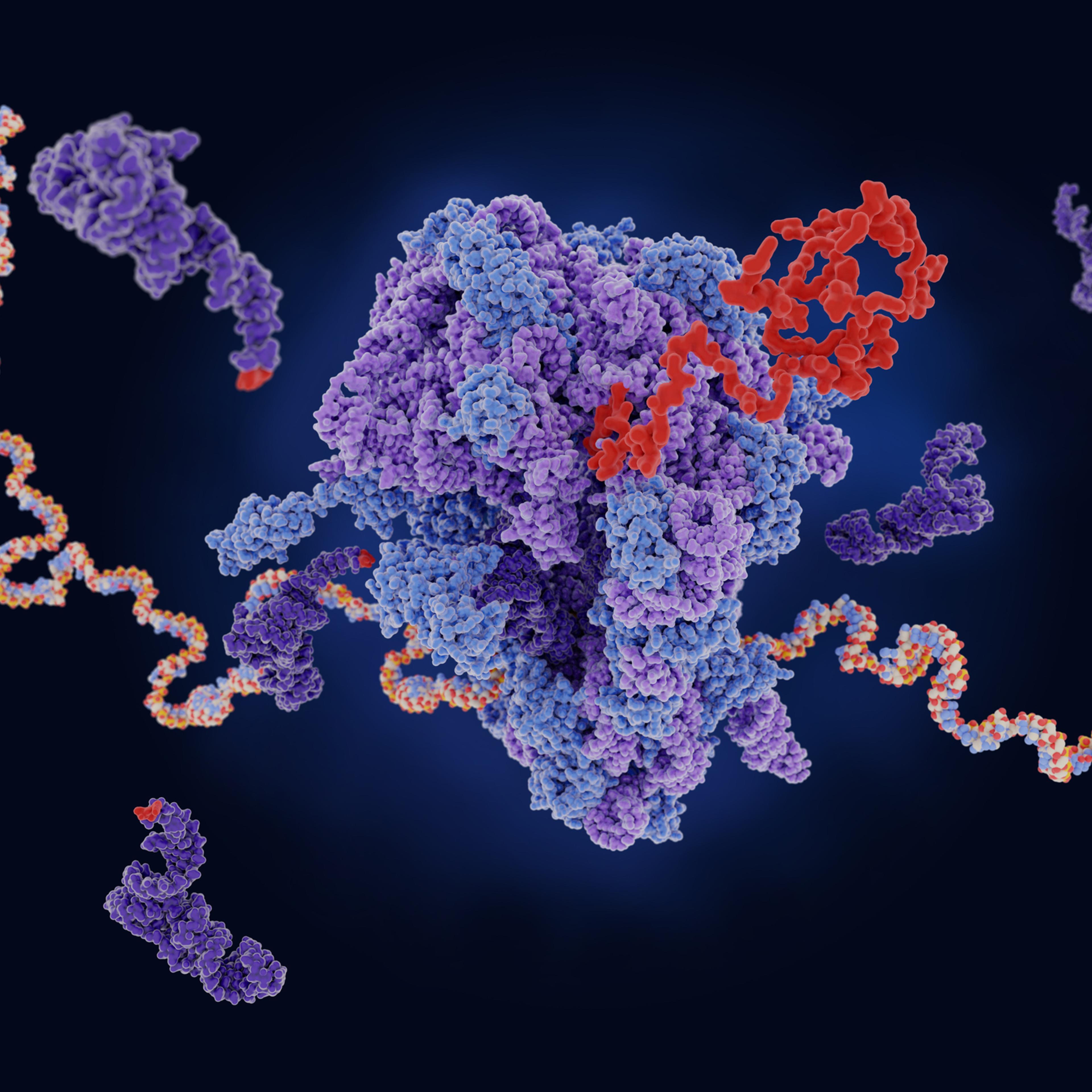 Ribosome translating messenger RNA into a polypeptide chain