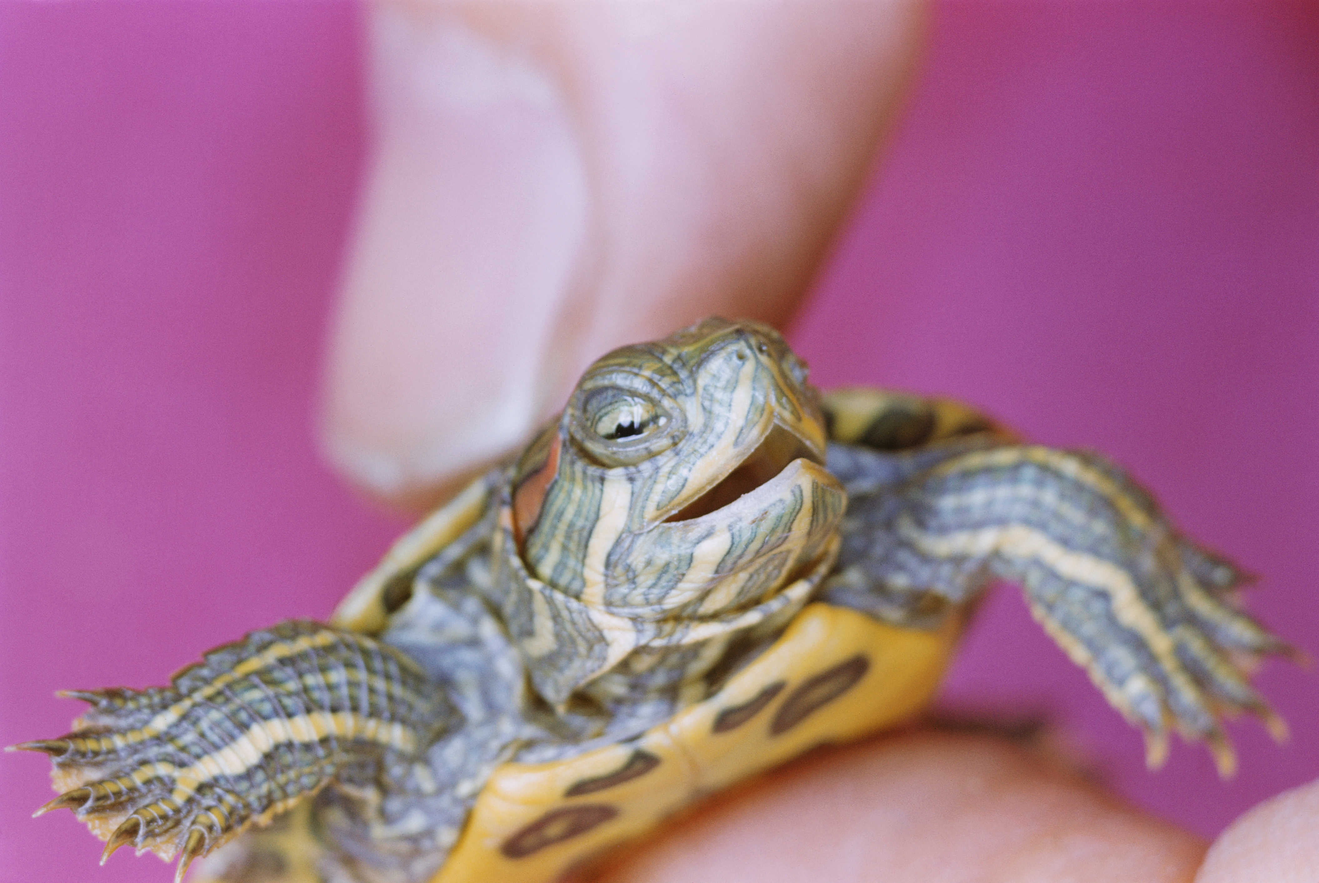 Small Turtle