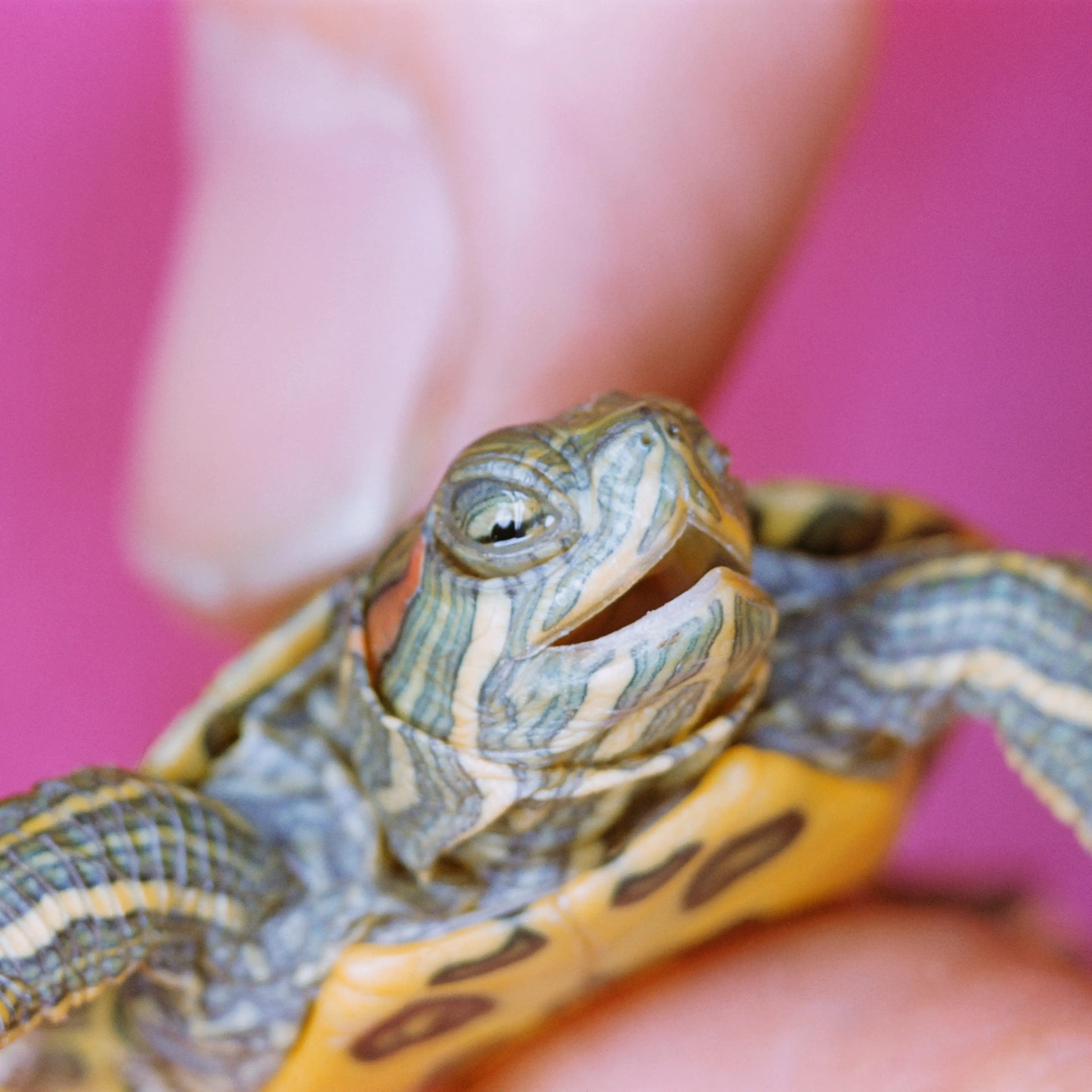 Small Turtle
