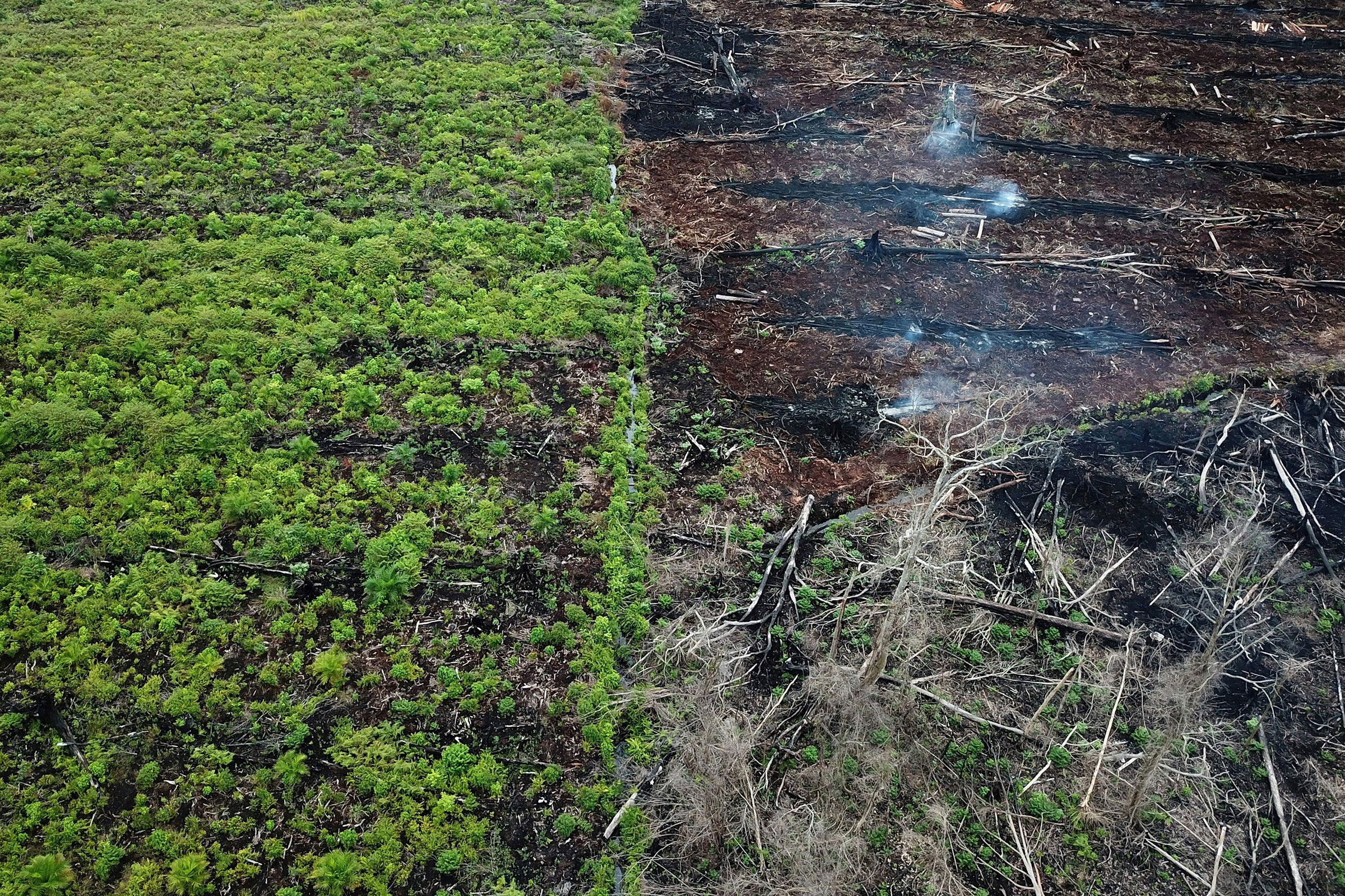 INDONESIA-ENVIRONMENT-FOREST-PALM-OIL