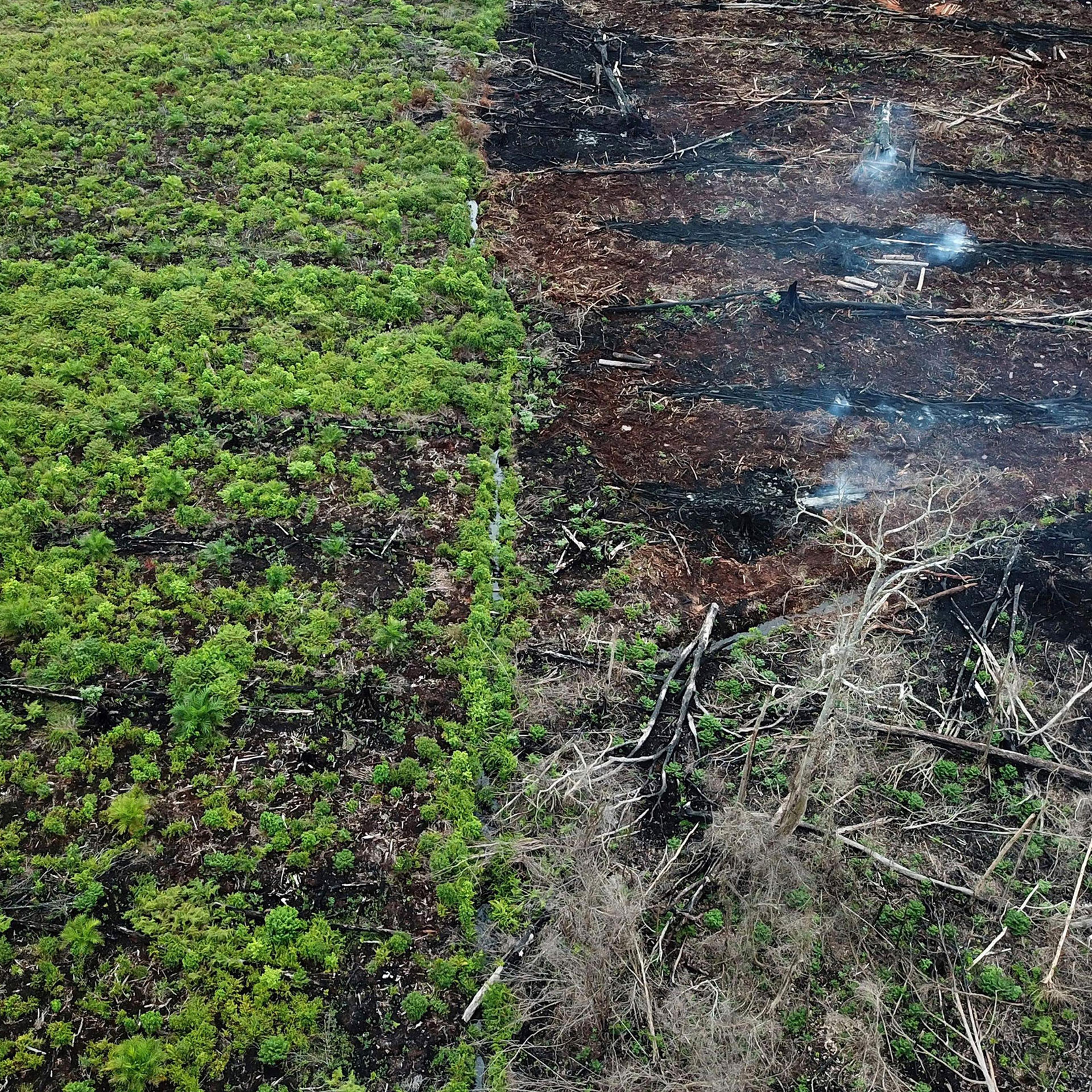 INDONESIA-ENVIRONMENT-FOREST-PALM-OIL