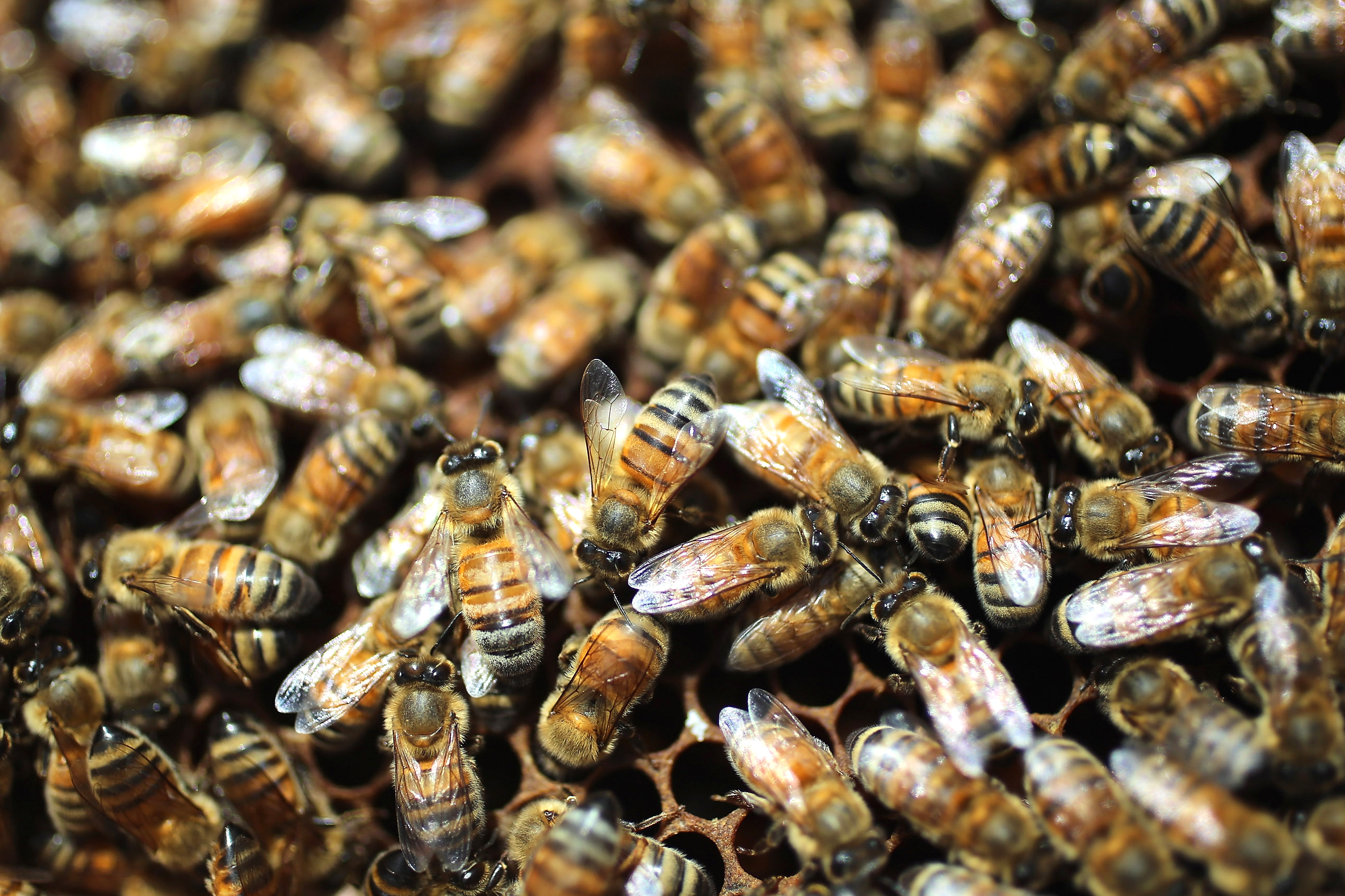 American Honeybees