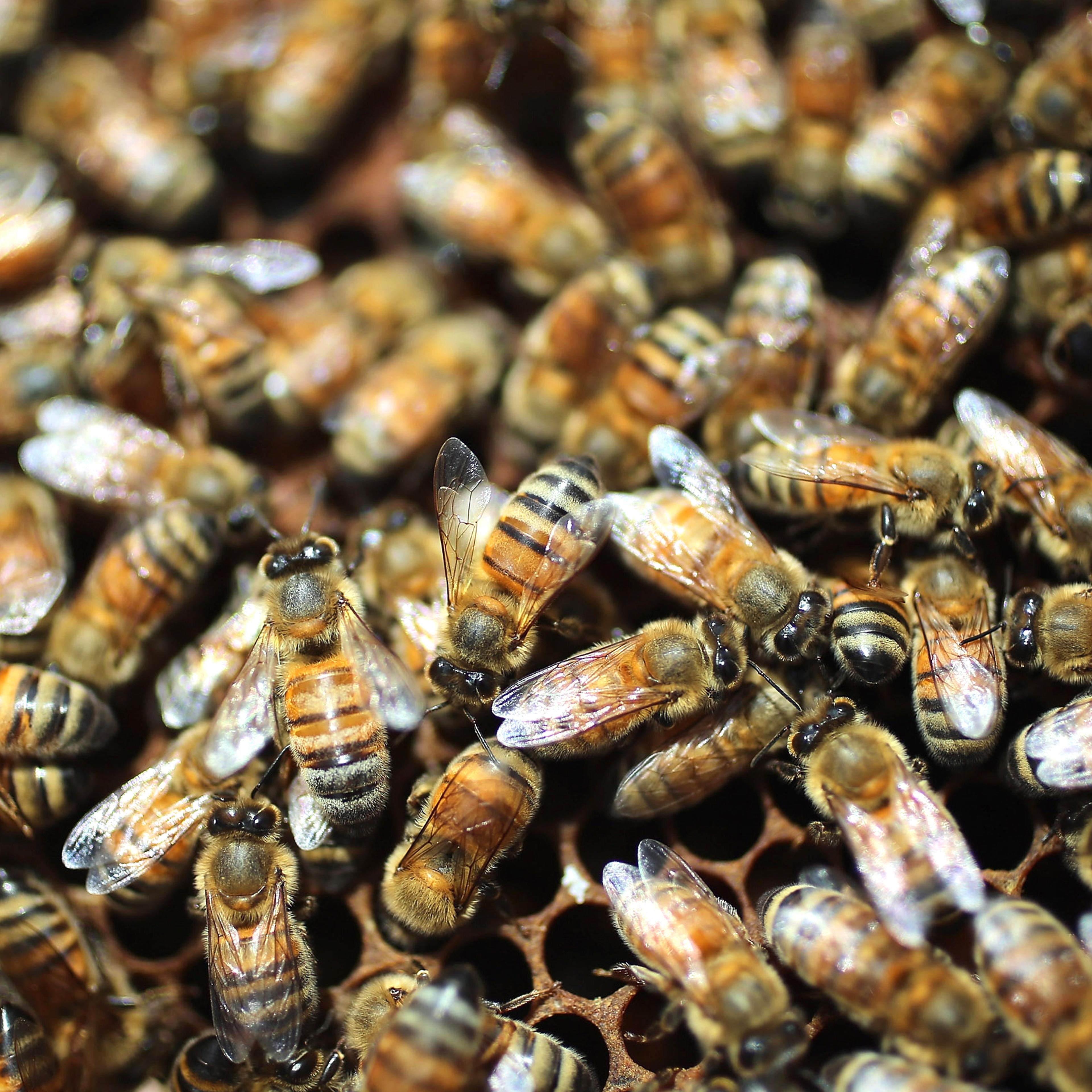 American Honeybees