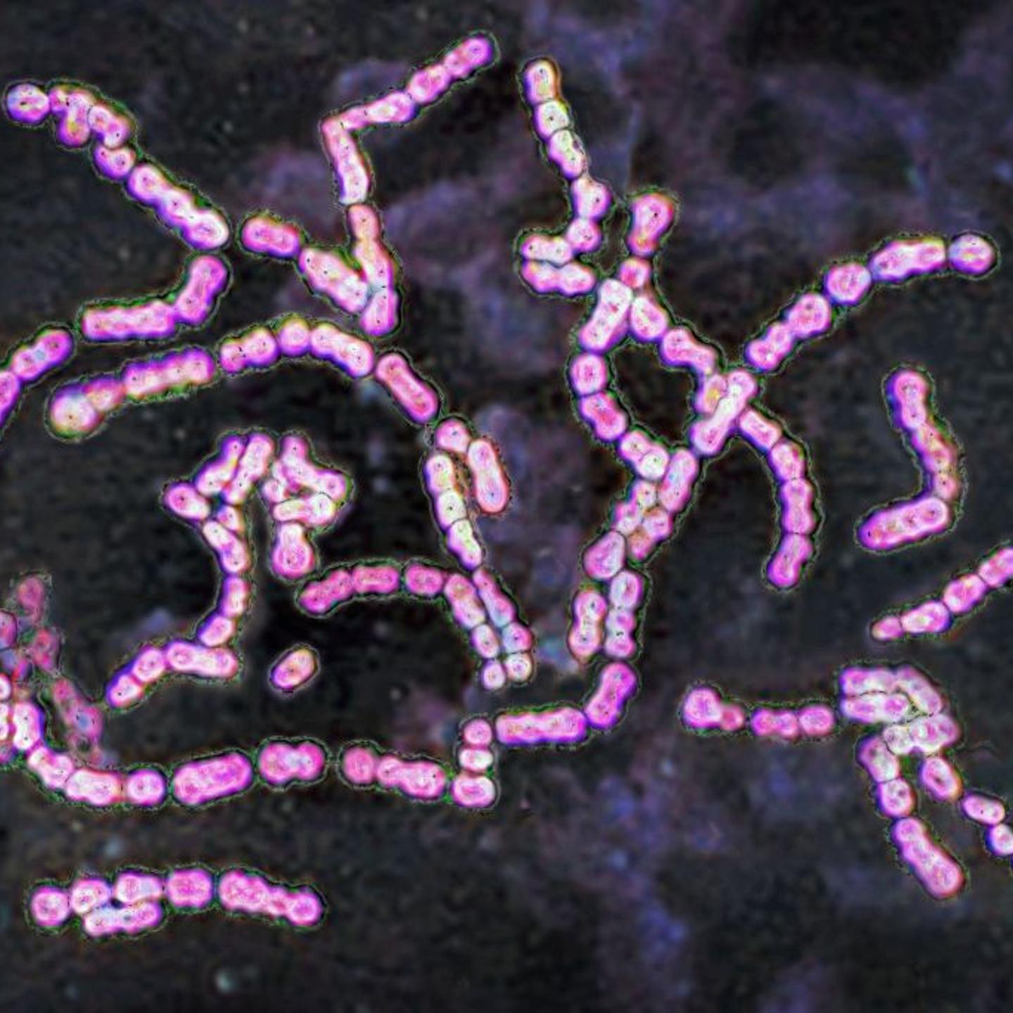 Streptococci