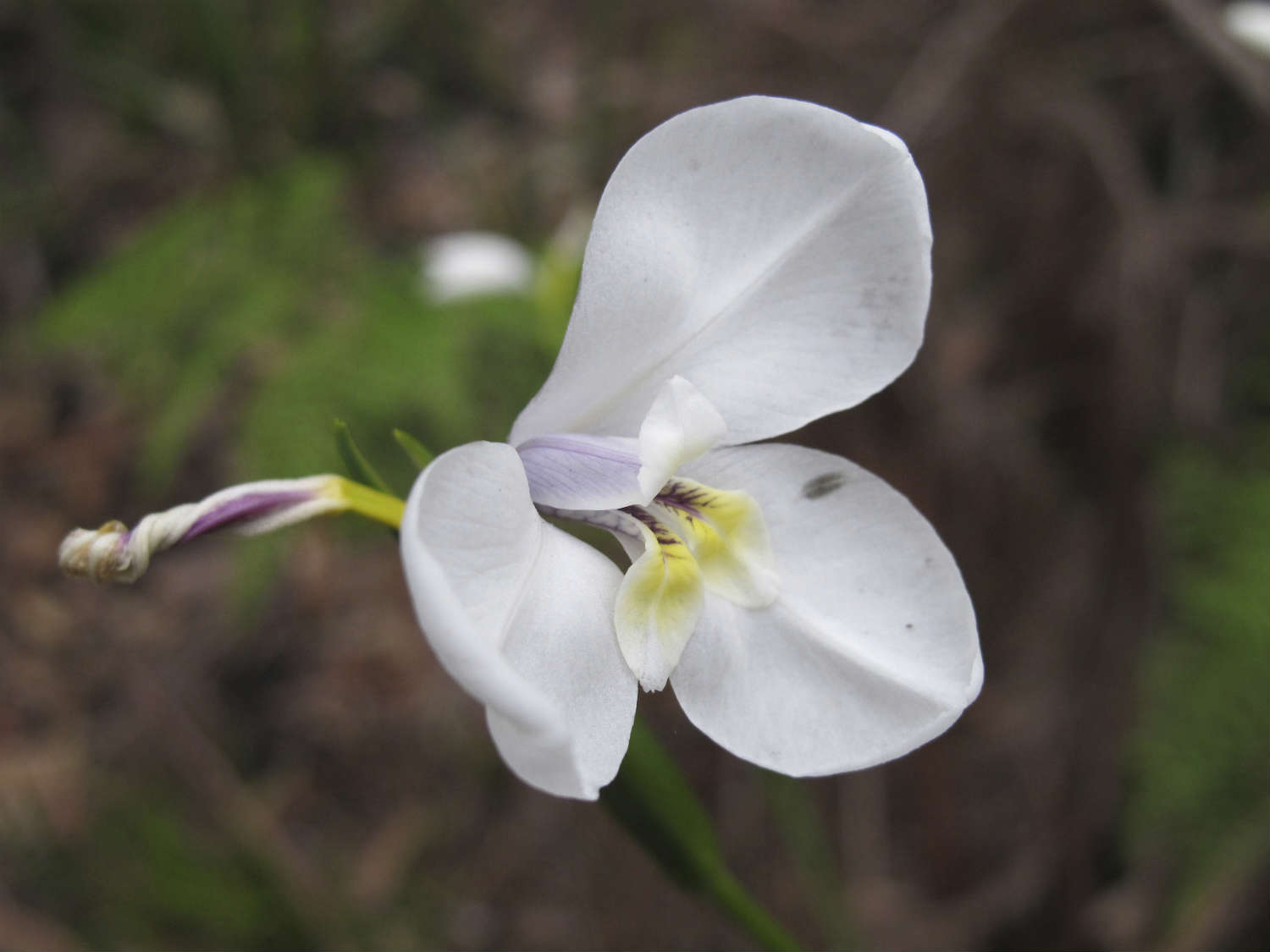 Climate change affects flowering