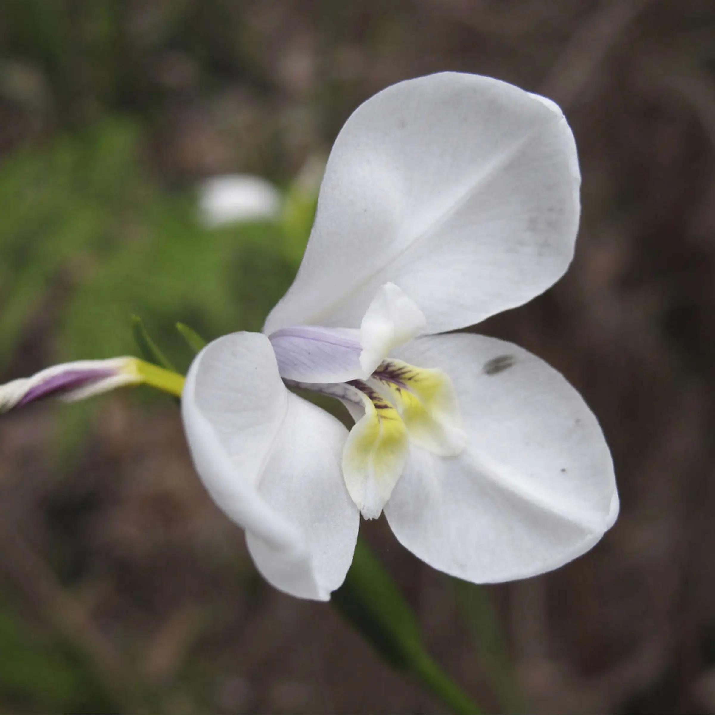Climate change affects flowering