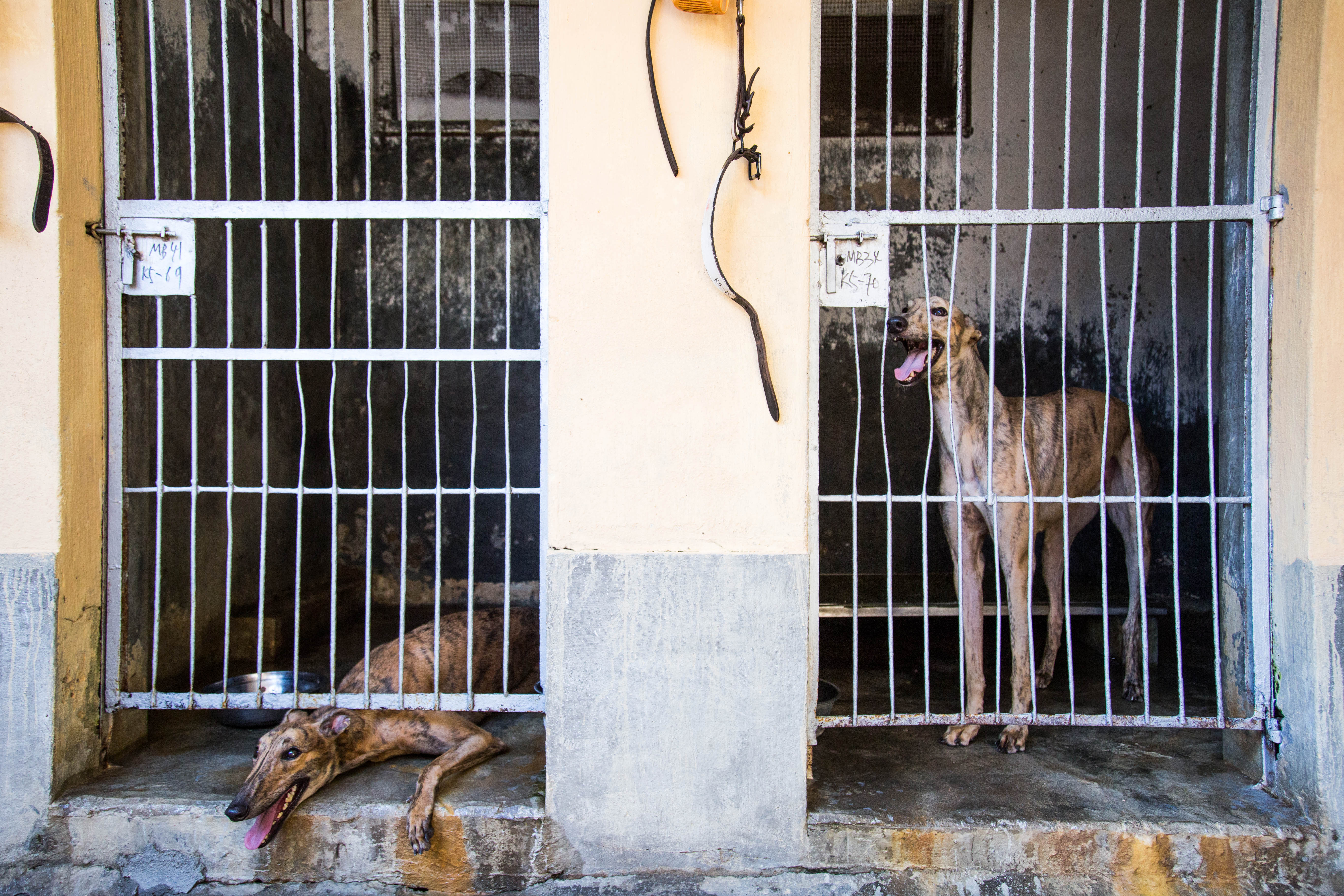 A greyhound kept in Canidrome's kennels.Photo by Aria Hangyu Chen in Macau for TIME.