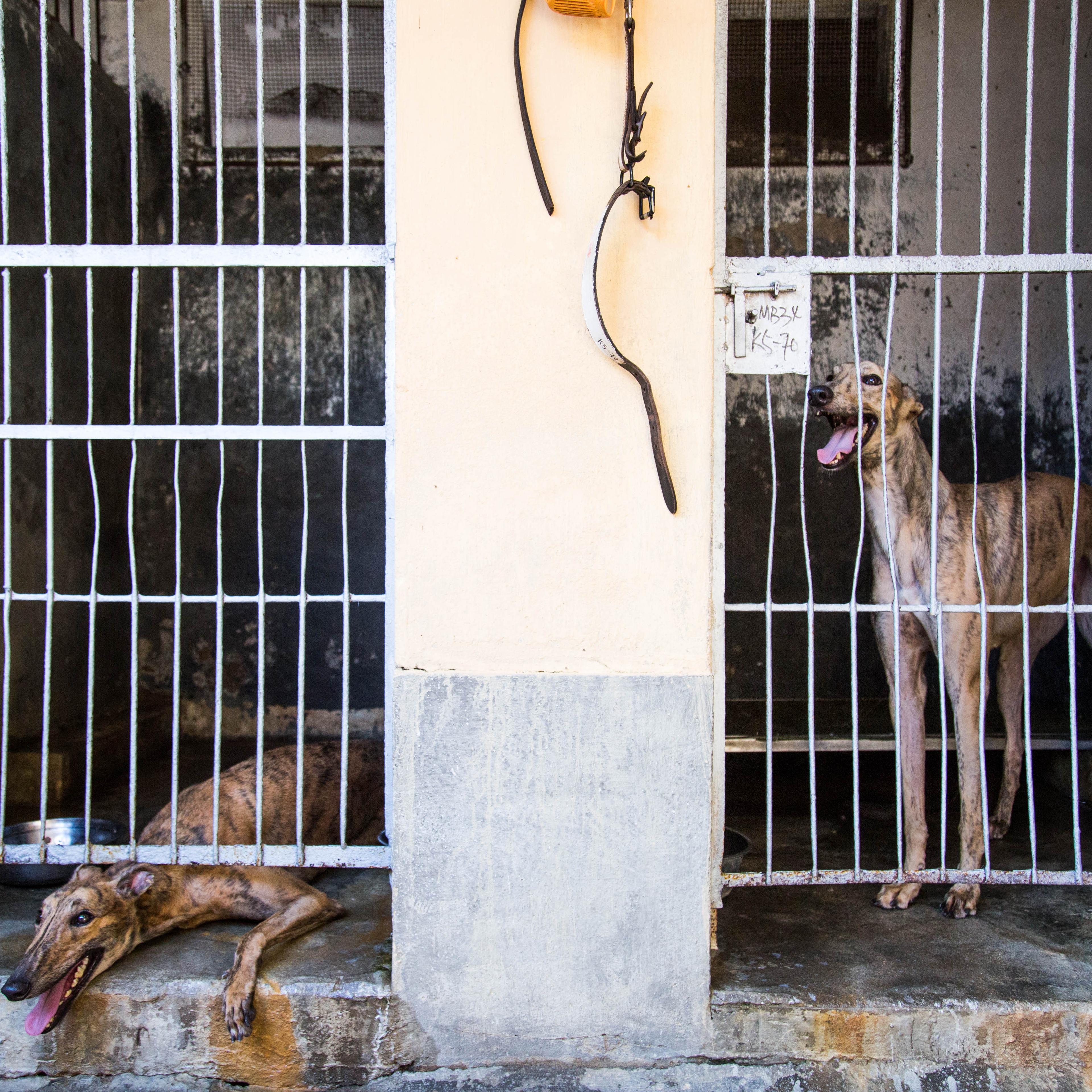 A greyhound kept in Canidrome's kennels.Photo by Aria Hangyu Chen in Macau for TIME.