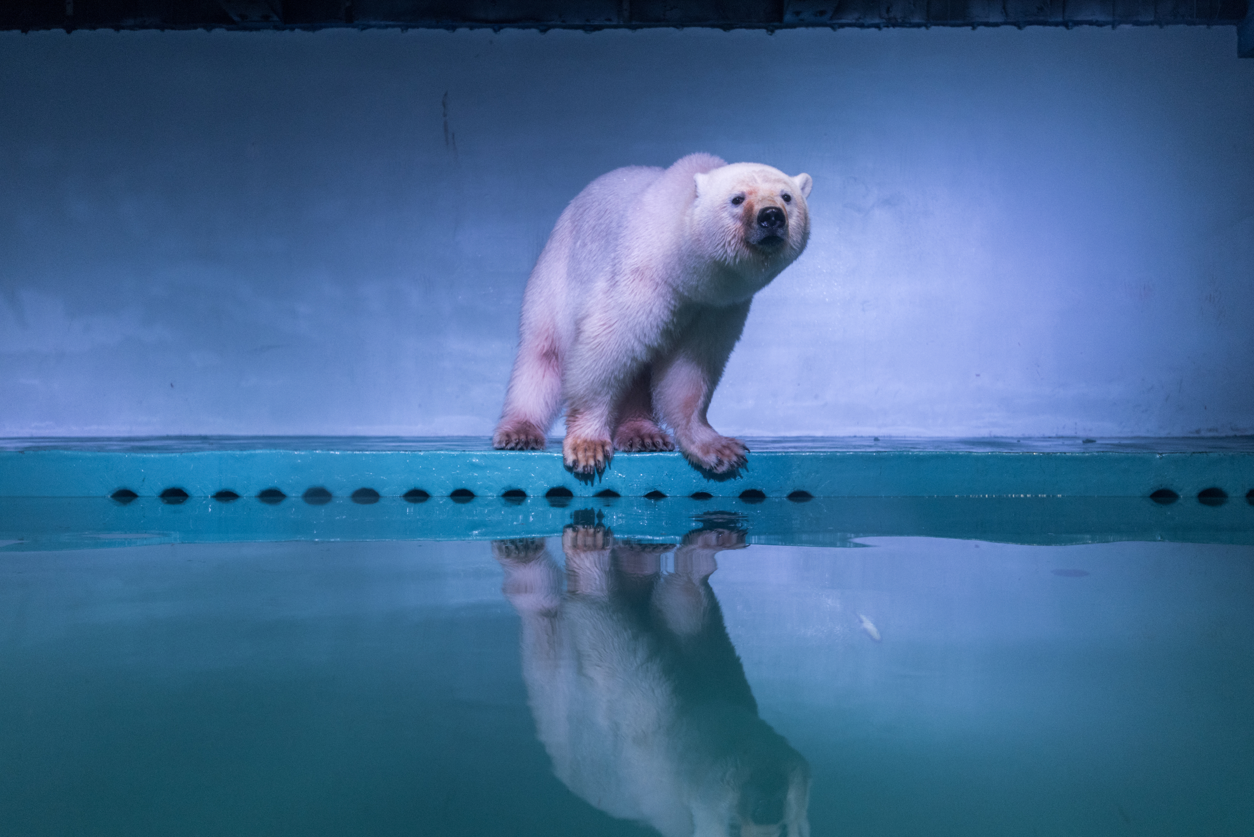 The Only Polar Bear In Guangzhou