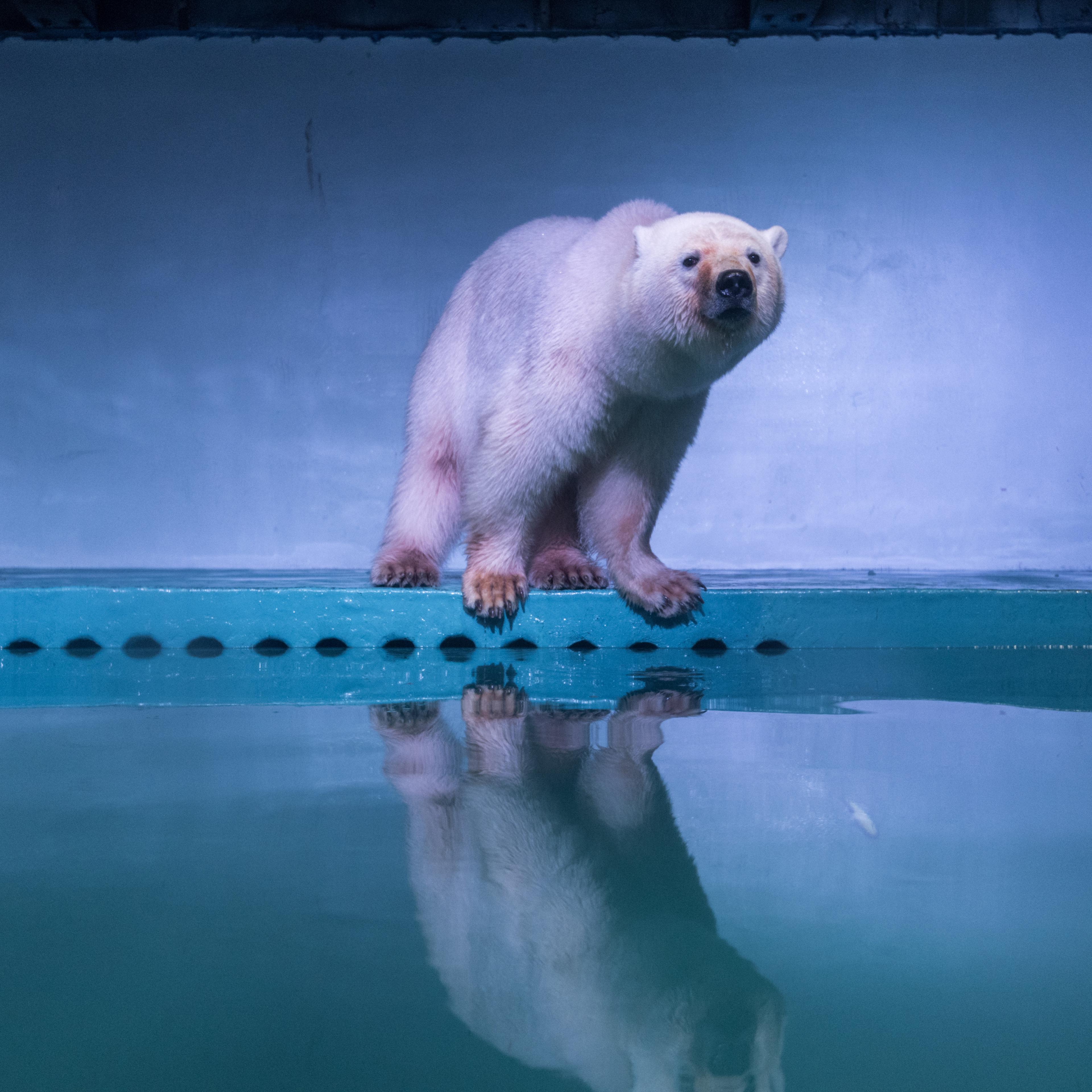 The Only Polar Bear In Guangzhou