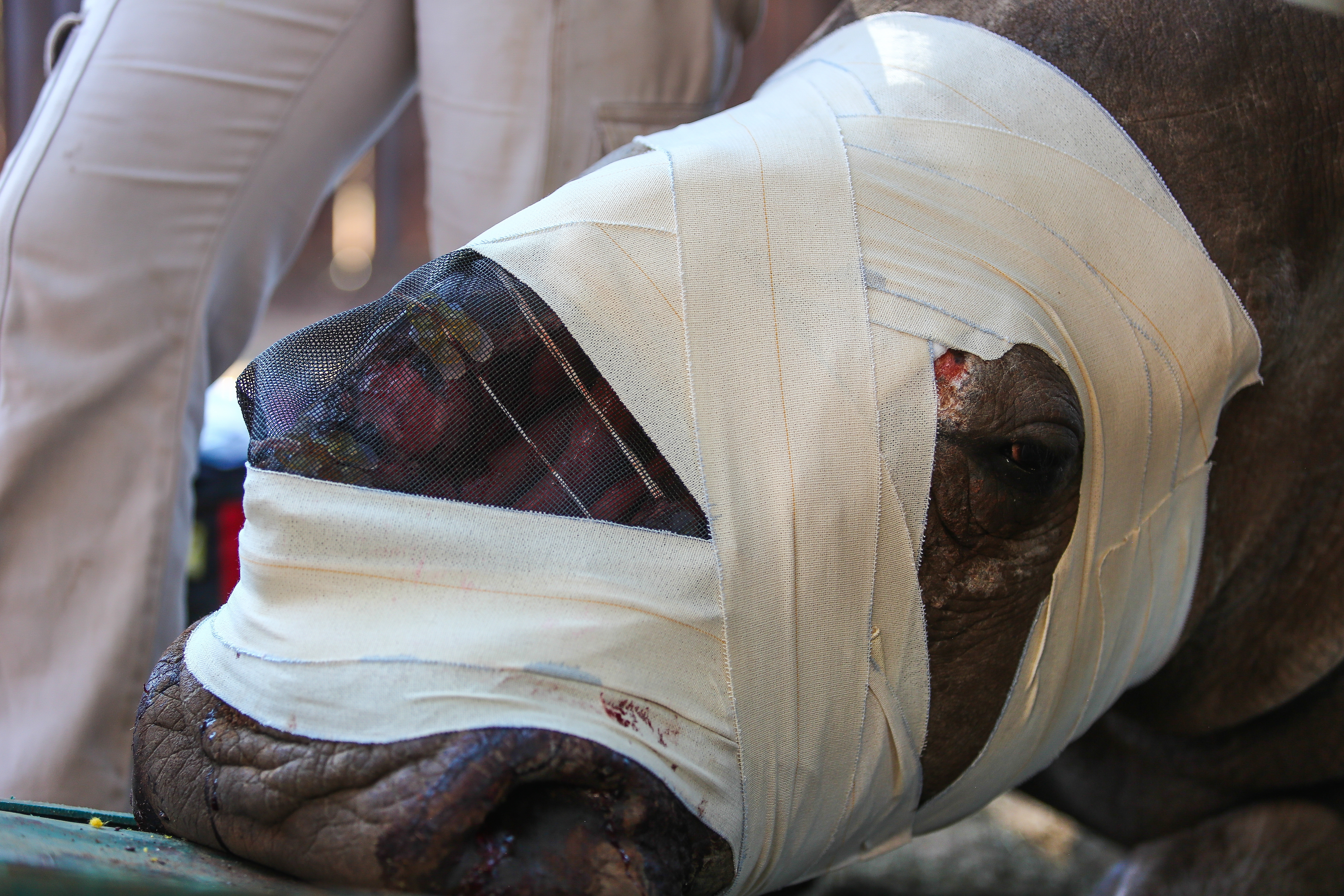 Hope the Rhino's face is bandaged after a surgical operation in Limpopo, South Africa on May 3, 2016.