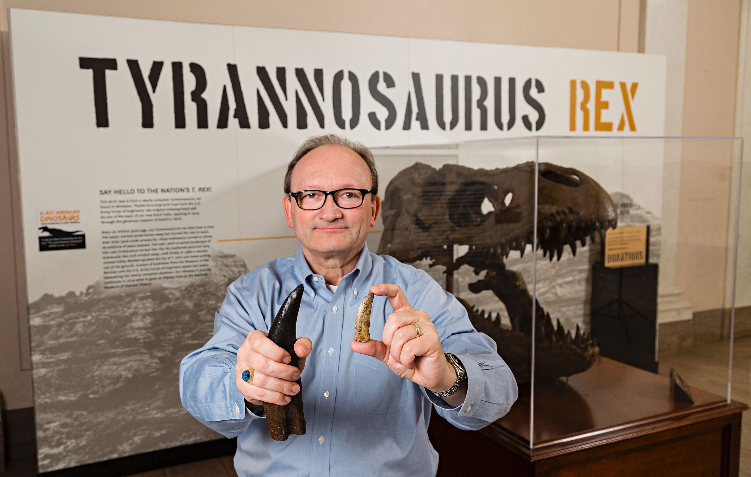 This March 4, 2016 photo provided by the Smithsonian Institution shows Hans Sues, Chair, Department of Paleobiology, National Museum of Natural History, Smithsonian Institution holding a cast (right hand) of a Tyrannosaurus Rex tooth for comparison with 