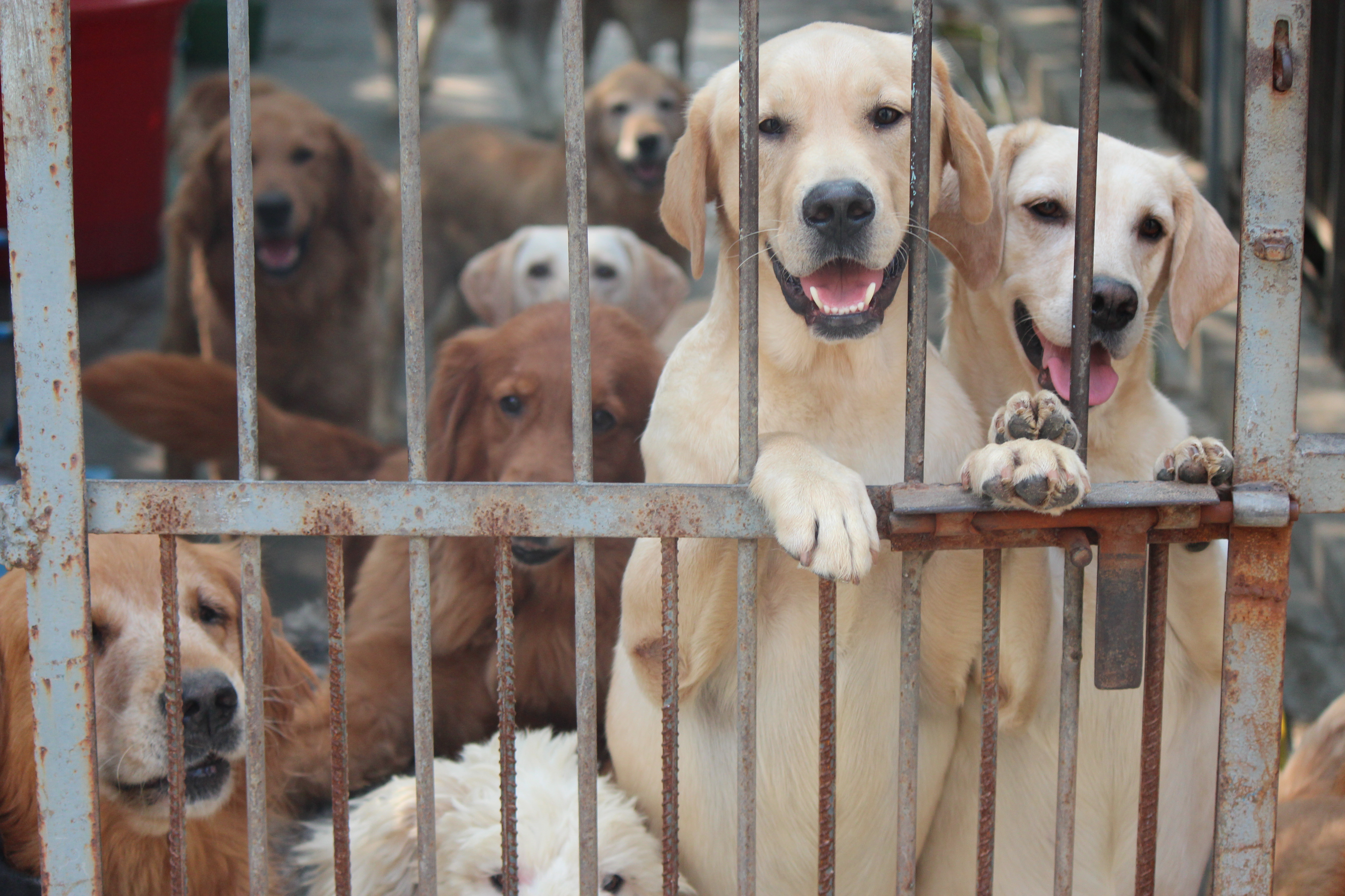No Dogs Left Behind