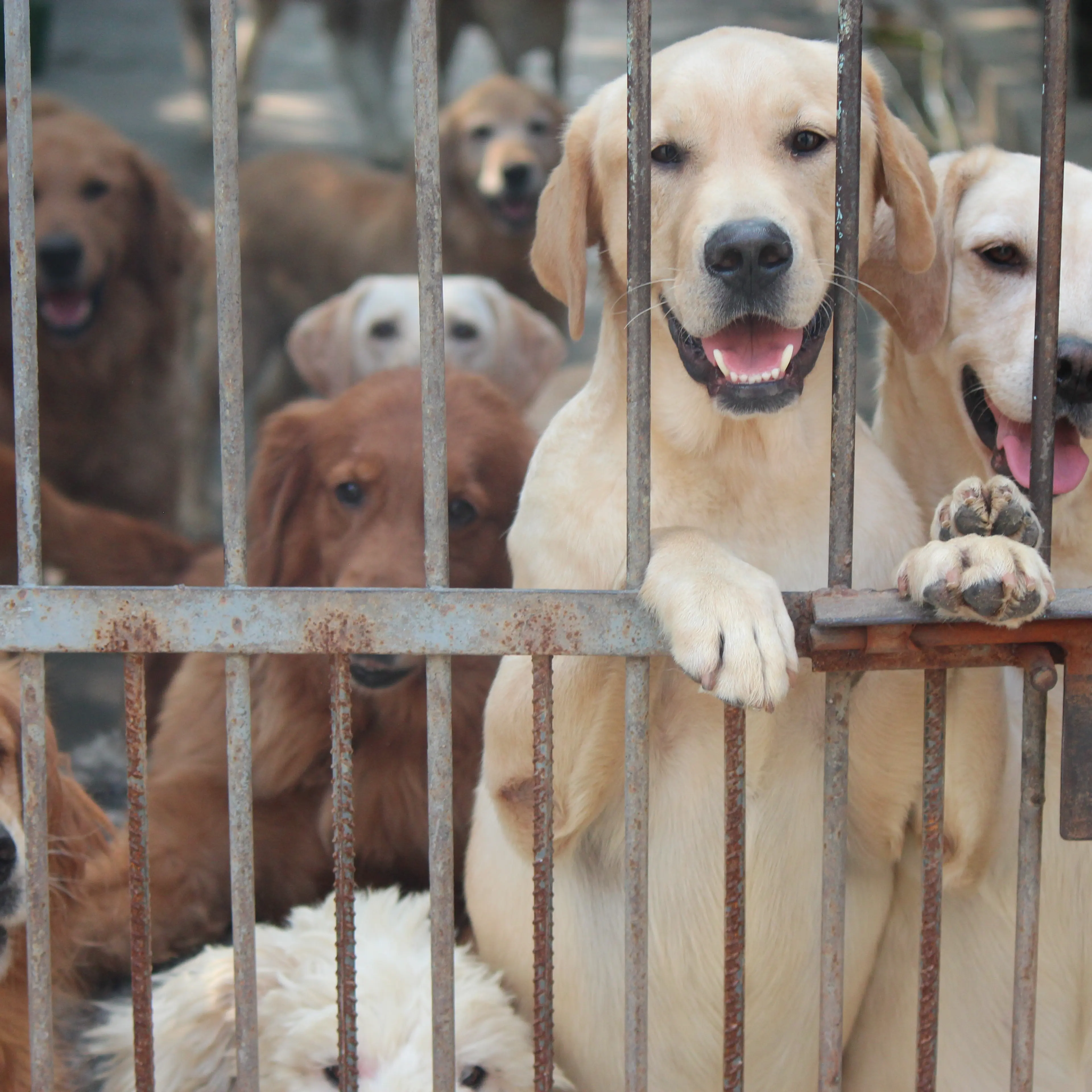 No Dogs Left Behind
