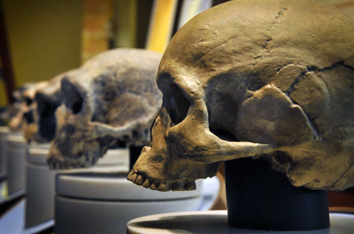 The Smithsonian Museum of Natural History is about to open its' new Hall of Human Origins.