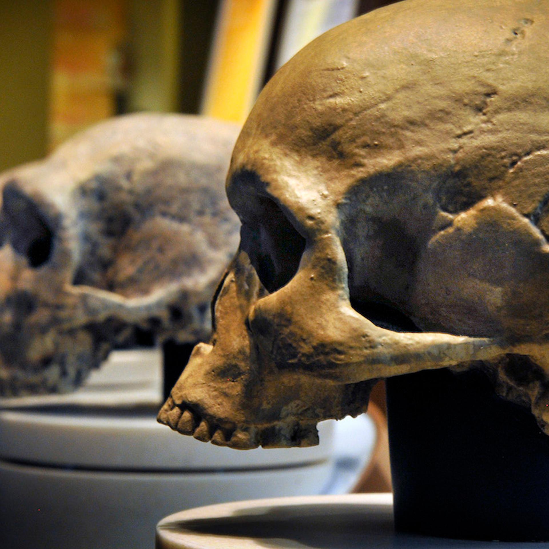 The Smithsonian Museum of Natural History is about to open its' new Hall of Human Origins.