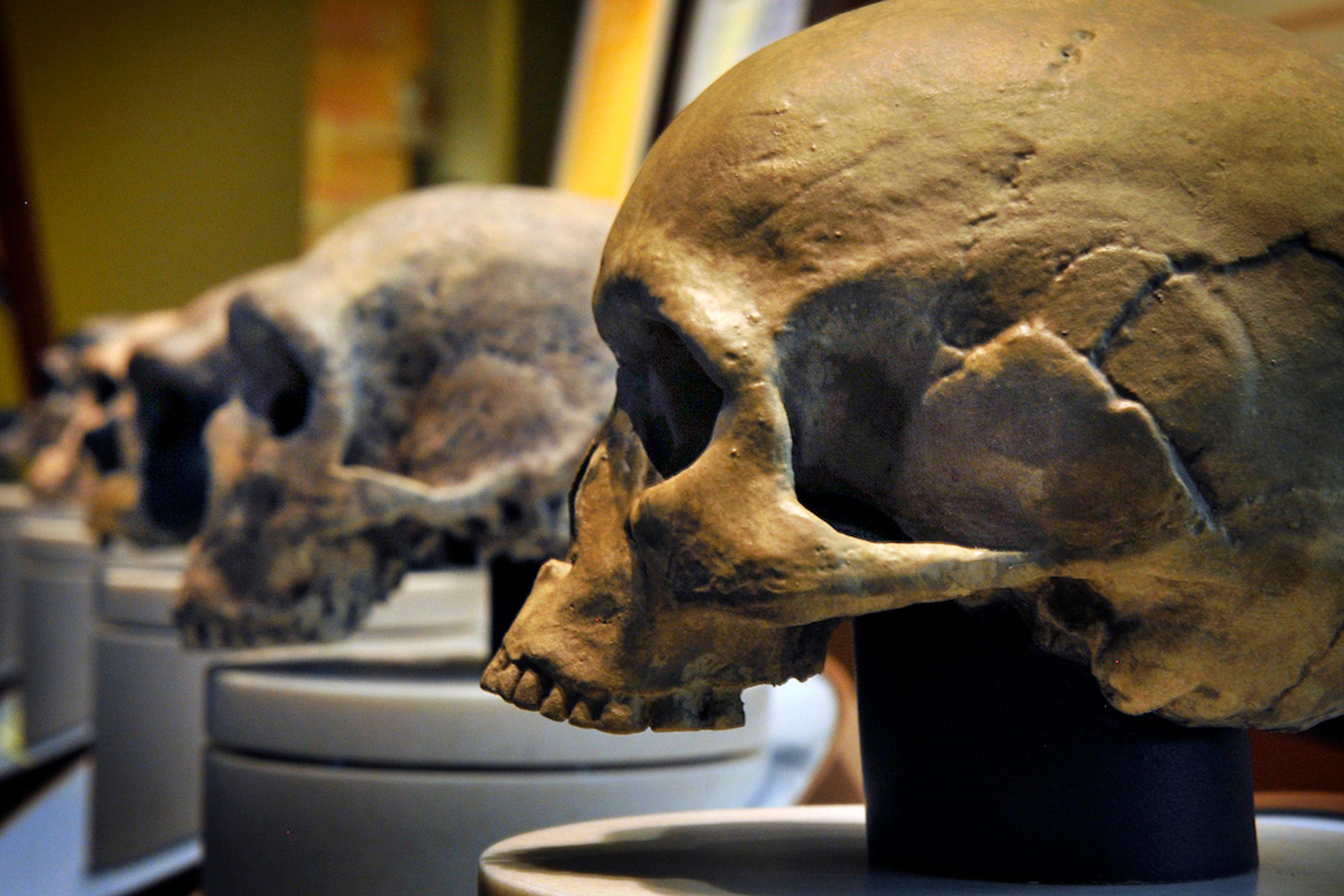 Human Collection Human Remains in US Museums: A Troubling History