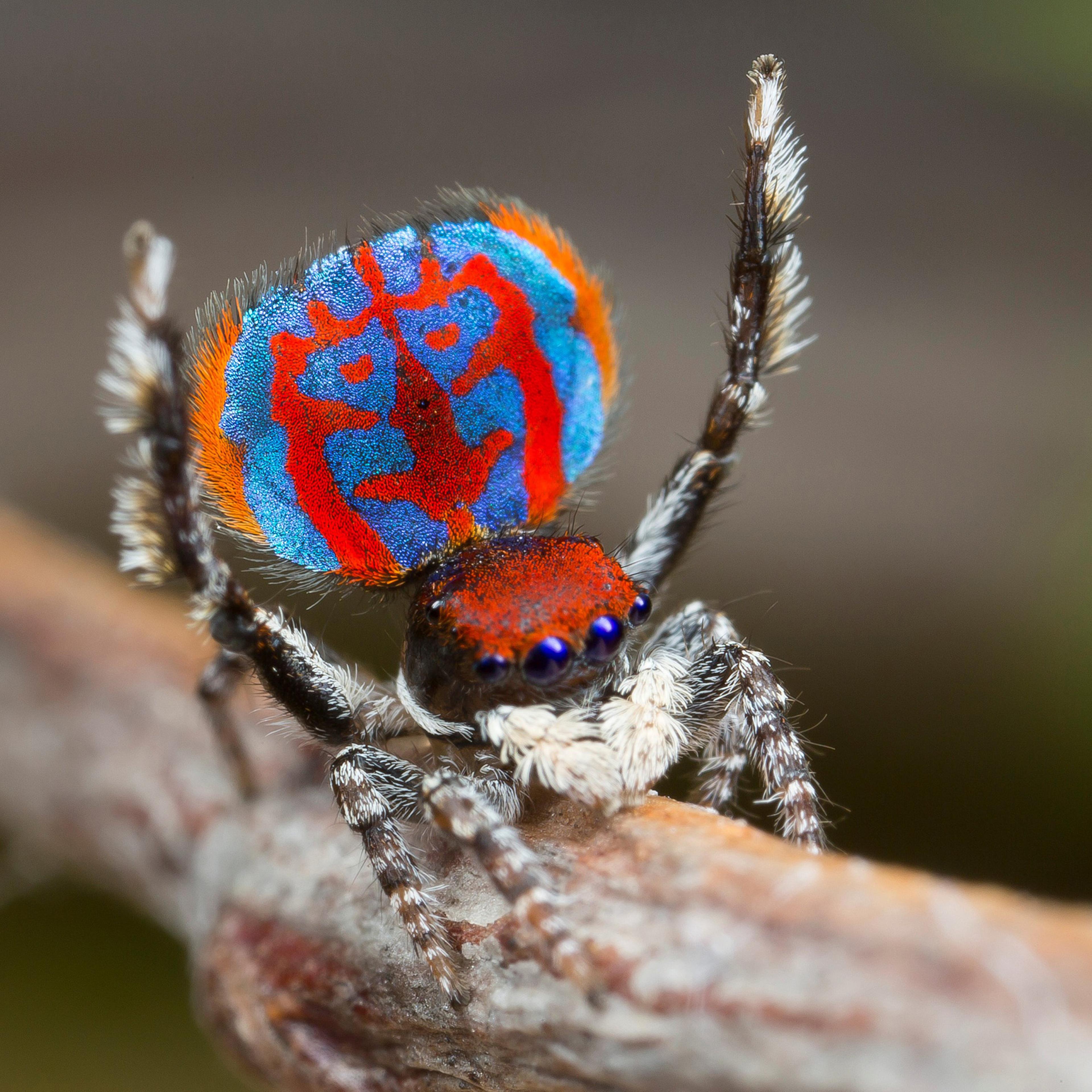 A specimen of the newly-discovered Australian Peacock spider, Maratus Bubo, shows off his colourful abdomen. Bubo, is the genus name for horned owls, a reference to the owl-like pattern on this spider's abdomen.