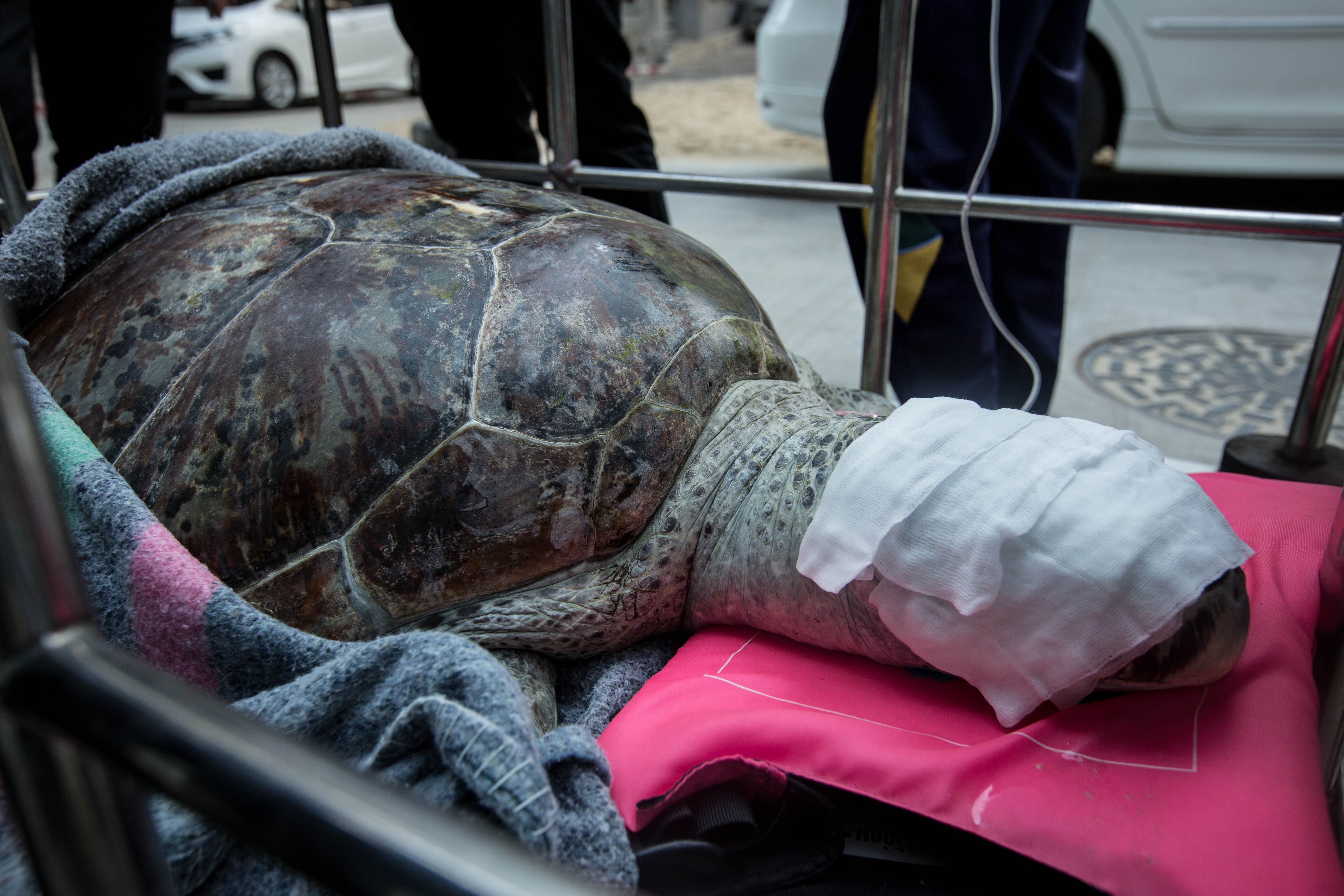 Sea turtle "Bank" in Thailand