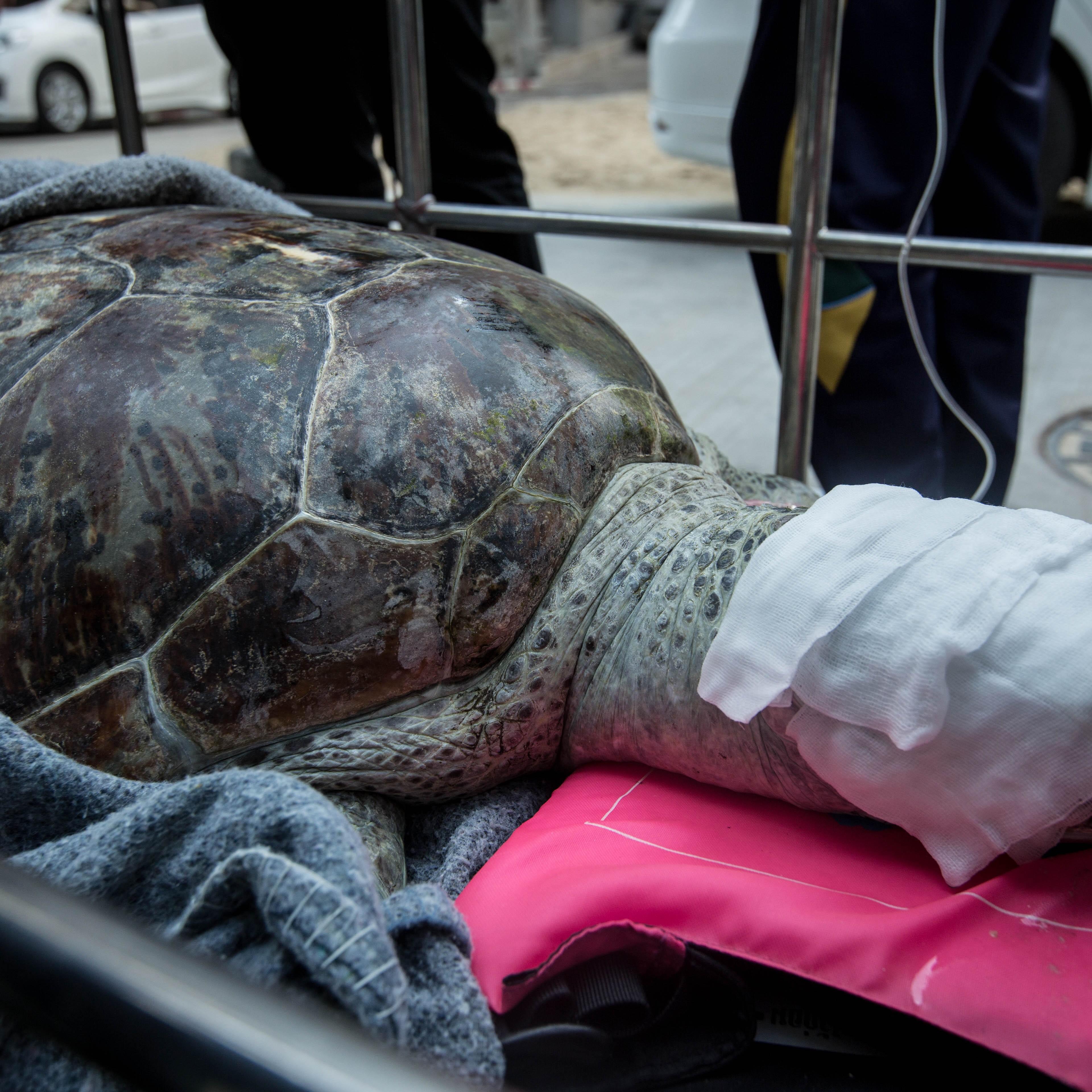 Sea turtle "Bank" in Thailand
