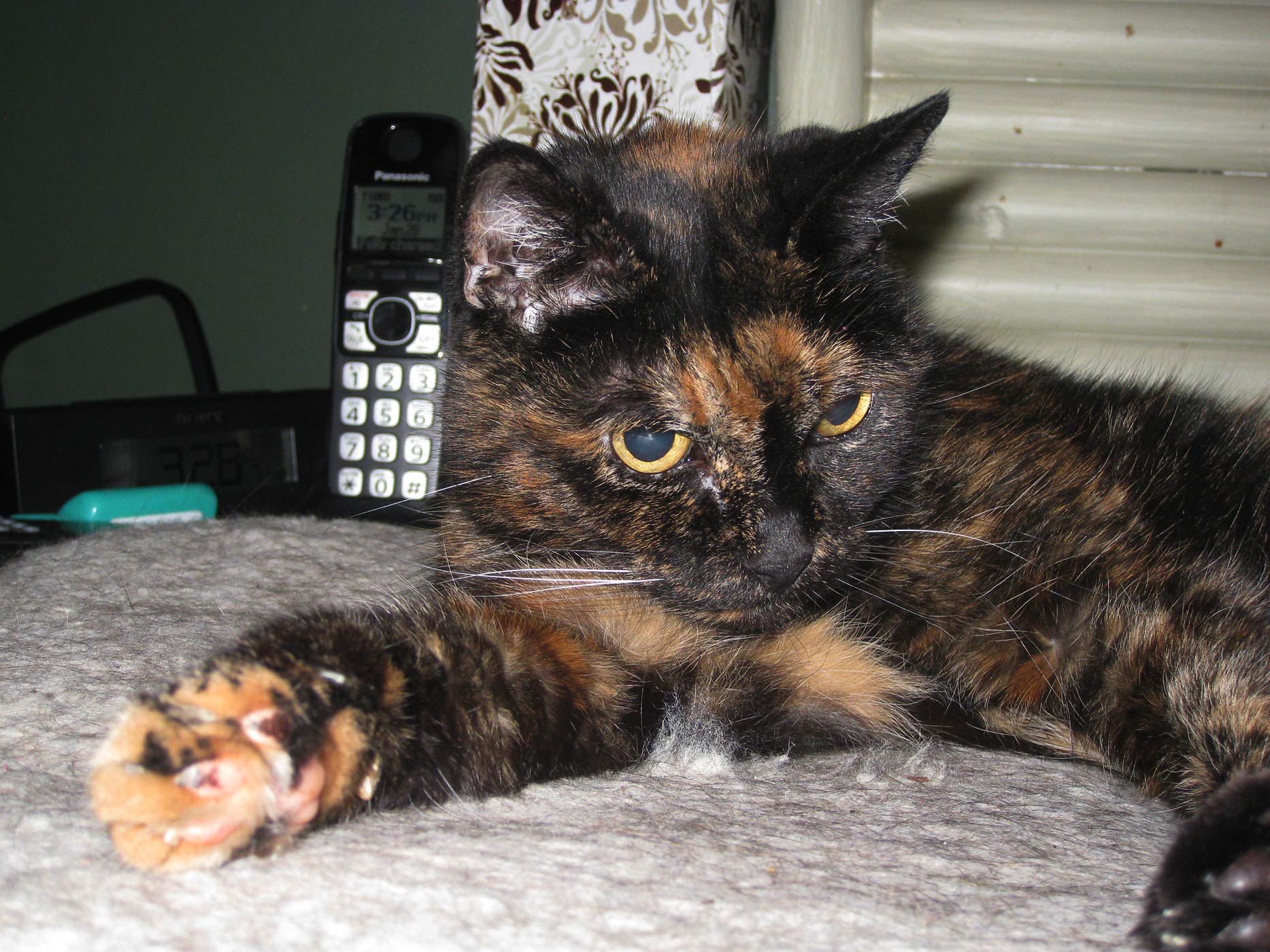 Tiffany Two, the oldest living cat in the world, at home in San Diego, California.