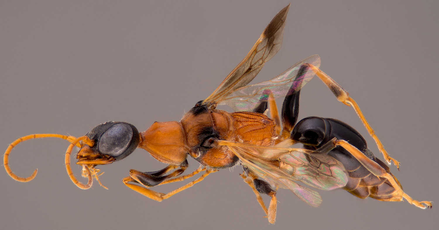 Harry Potter Cockroach Wasp Insect Called Dementors