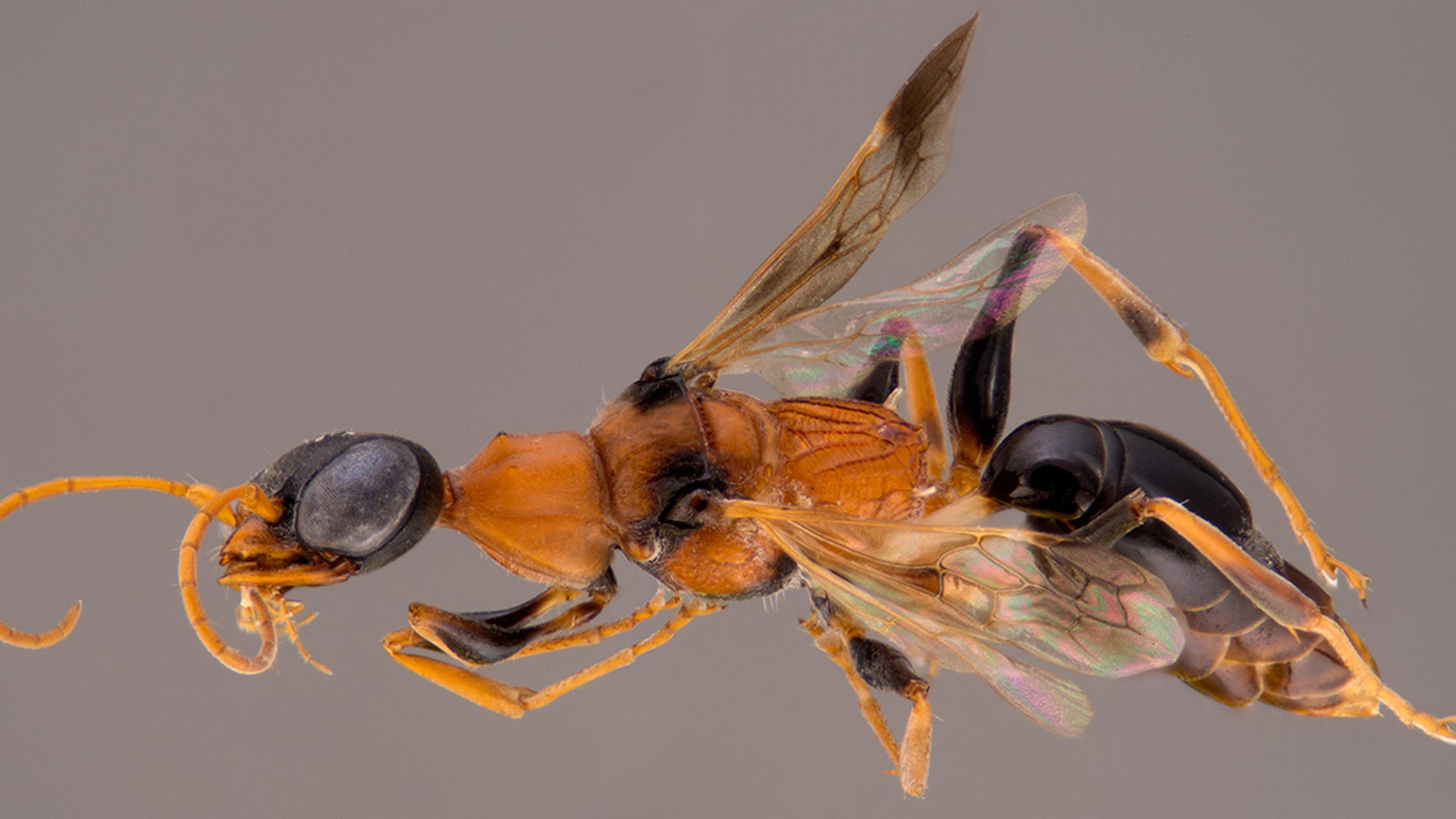 Harry Insects Harry Potter Cockroach Wasp Insect Called Dementors