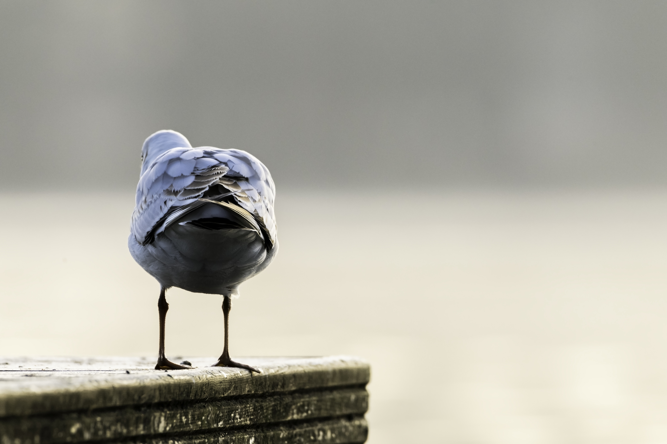 Gull stand on the jetty at lake