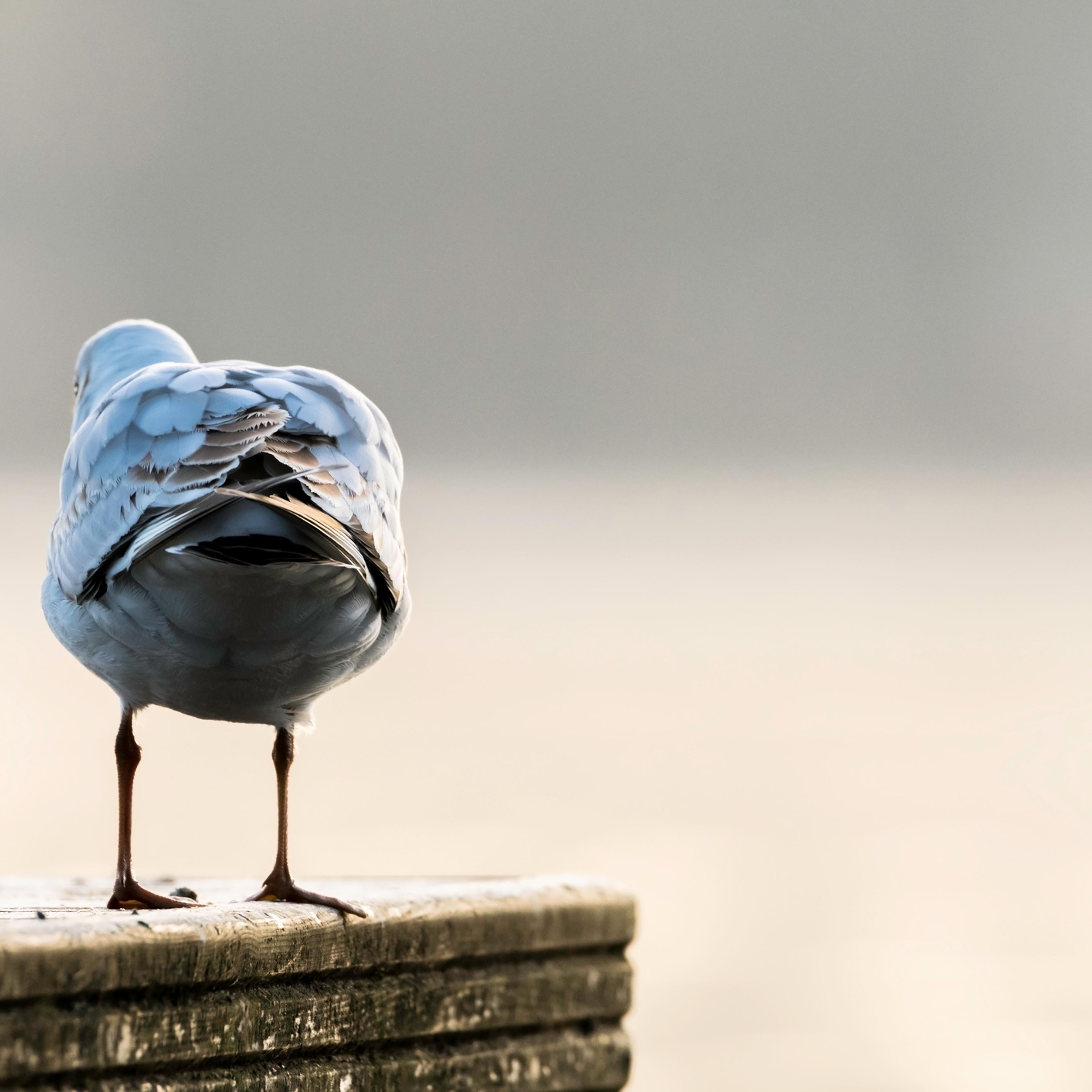 Gull stand on the jetty at lake