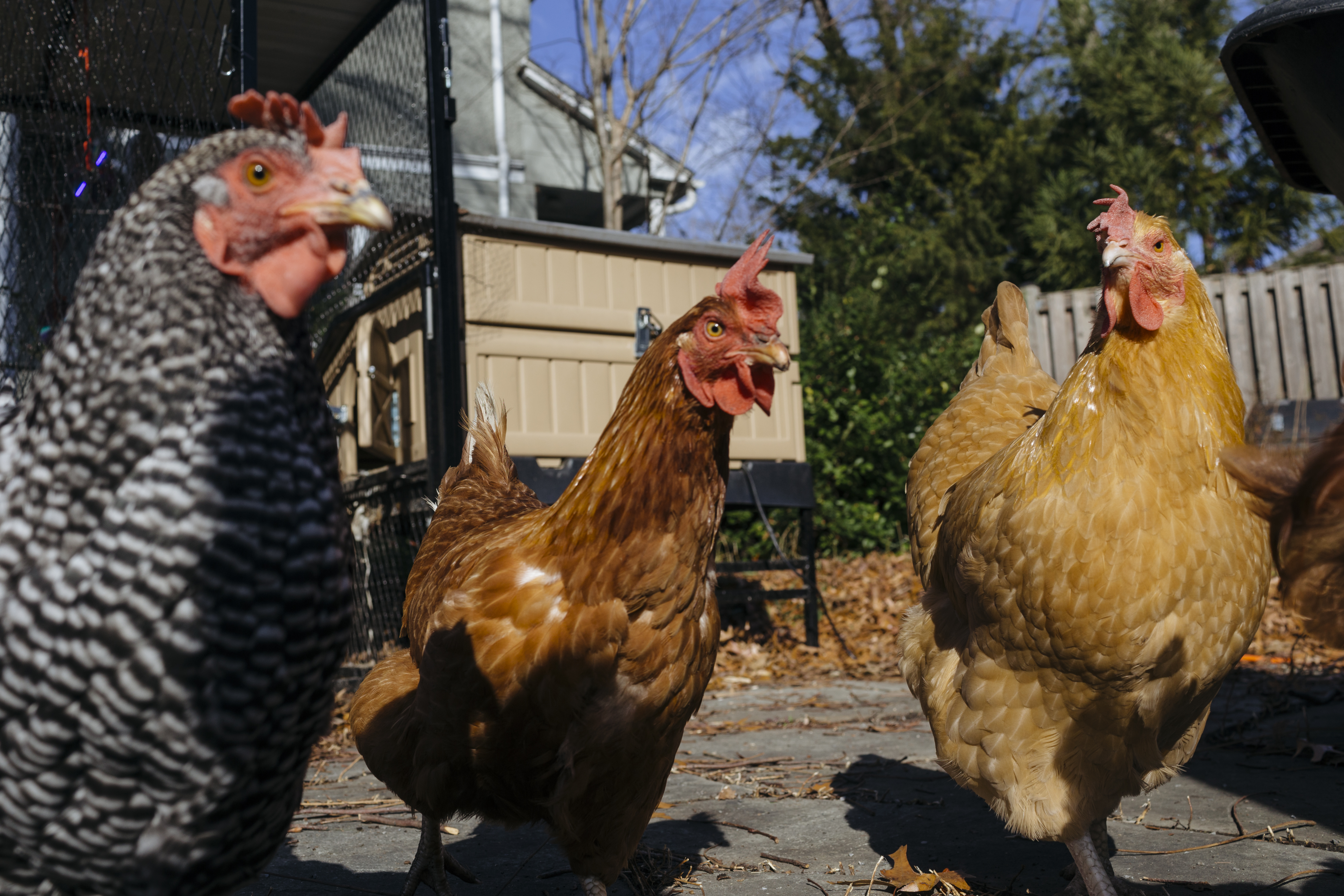 WASHINGTON, DC - DECEMBER 7: Mark Vershell and his backyard chi