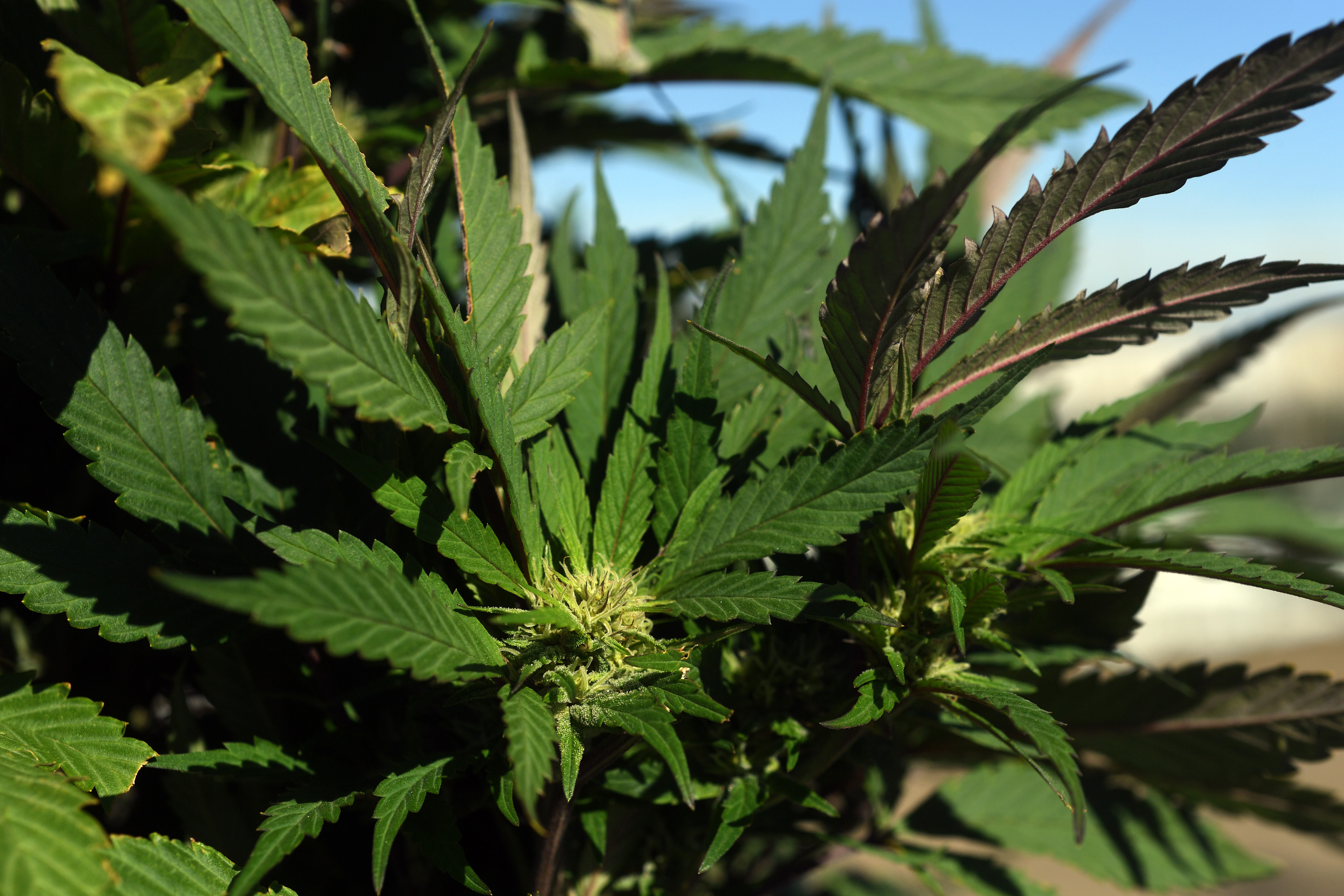 Outdoor Pot