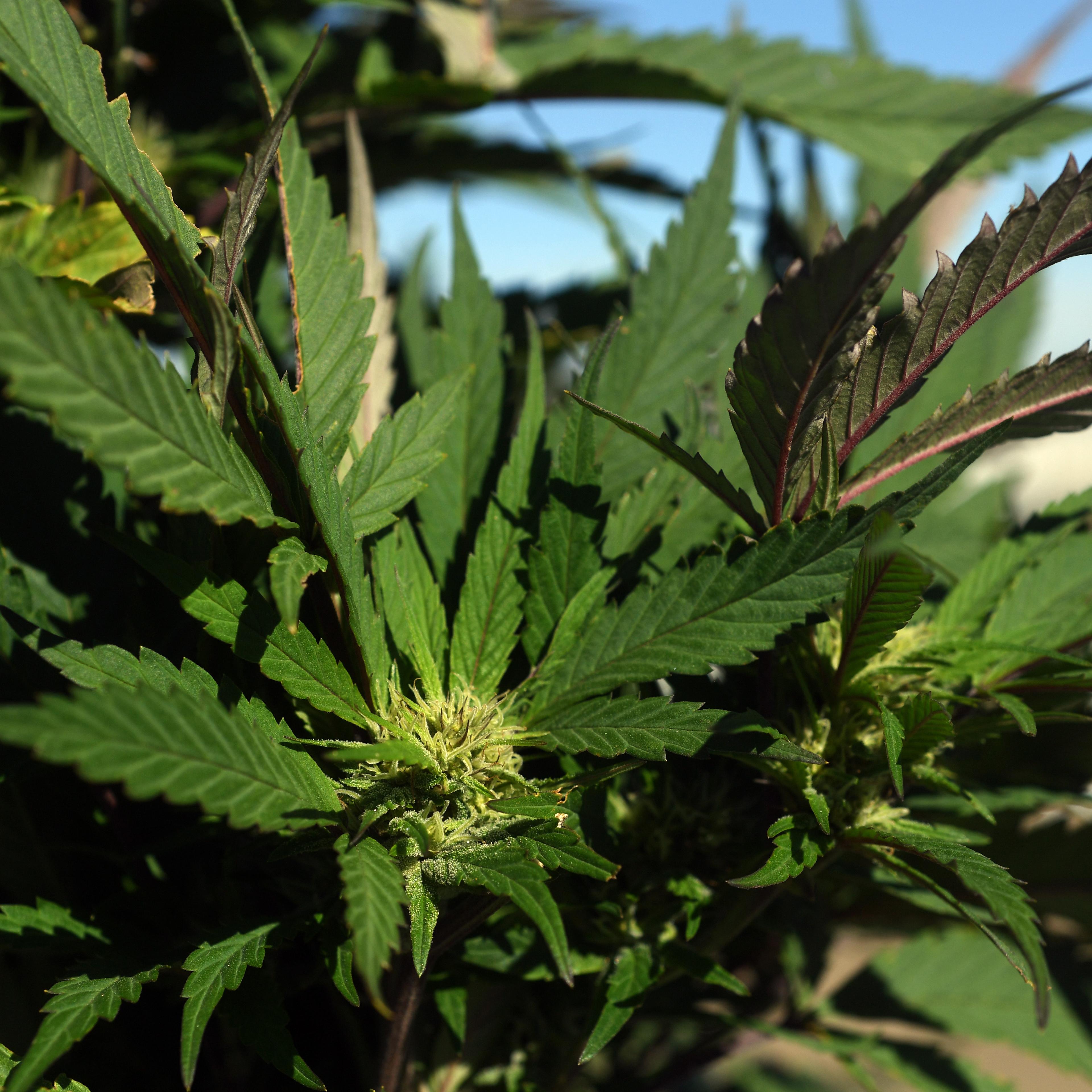 Outdoor Pot