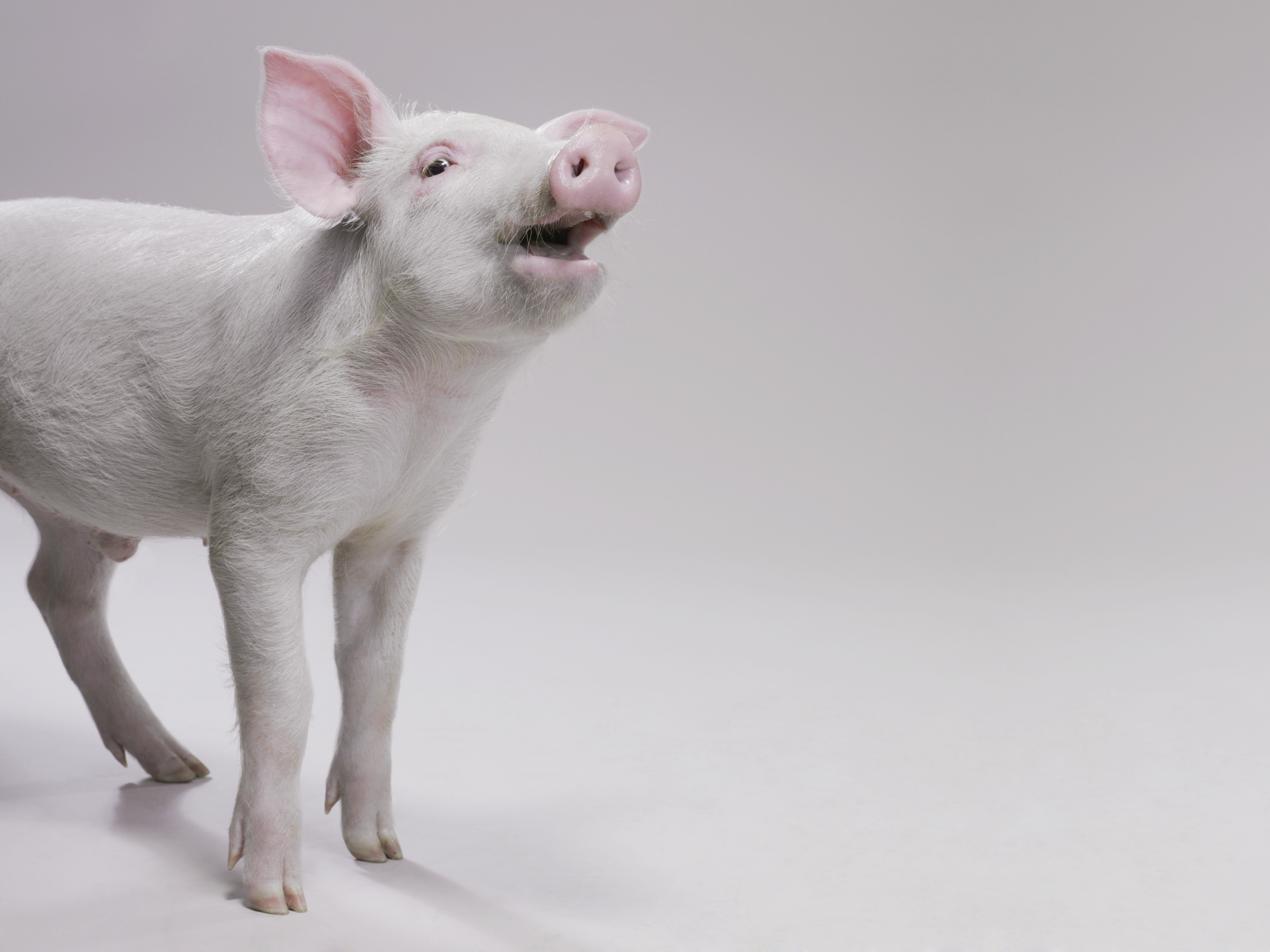 Pig