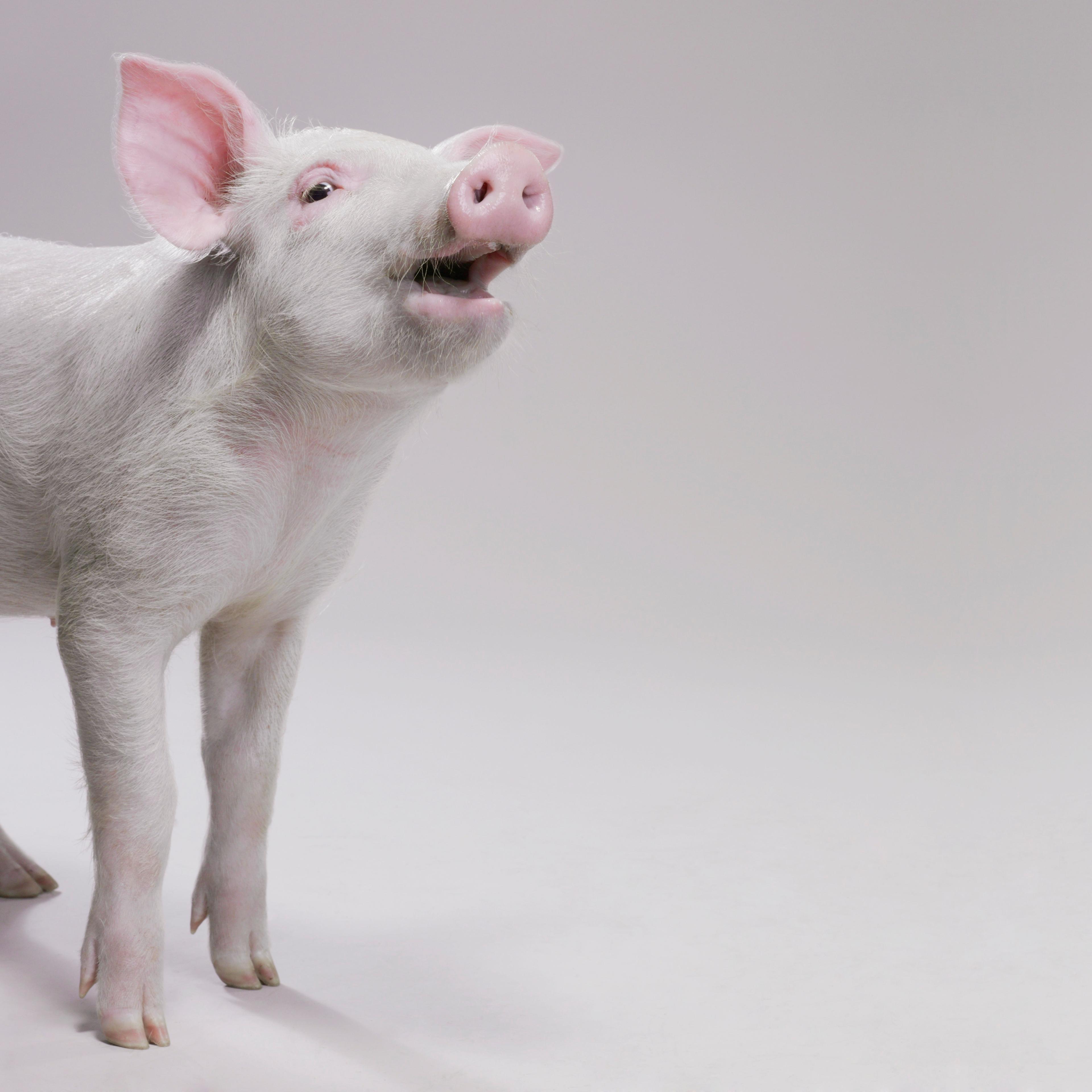 Pig