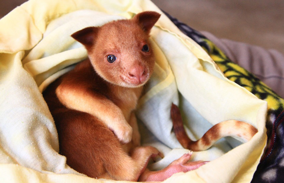 Adelaide-Zoo-Tree-Kangaroo