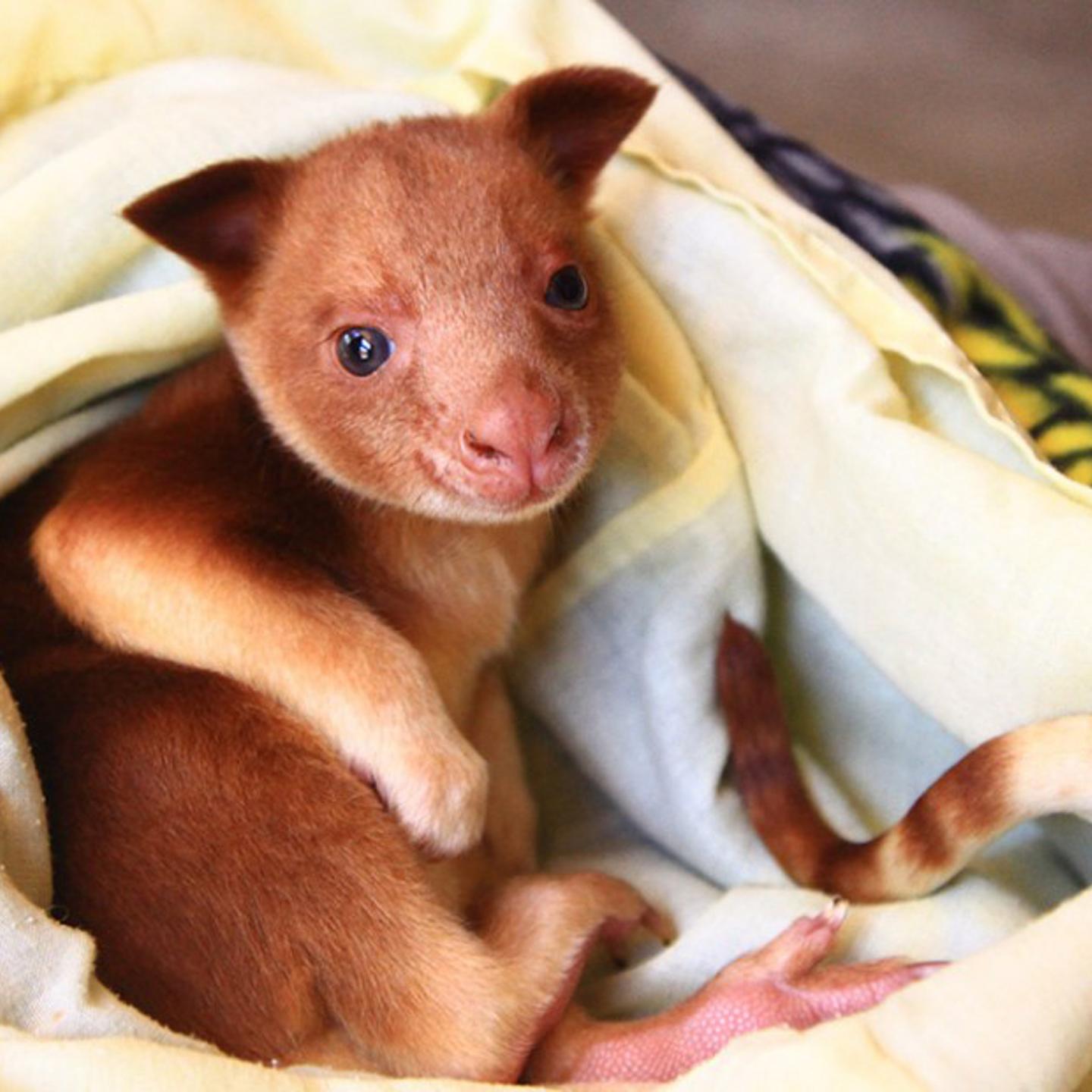 Adelaide-Zoo-Tree-Kangaroo