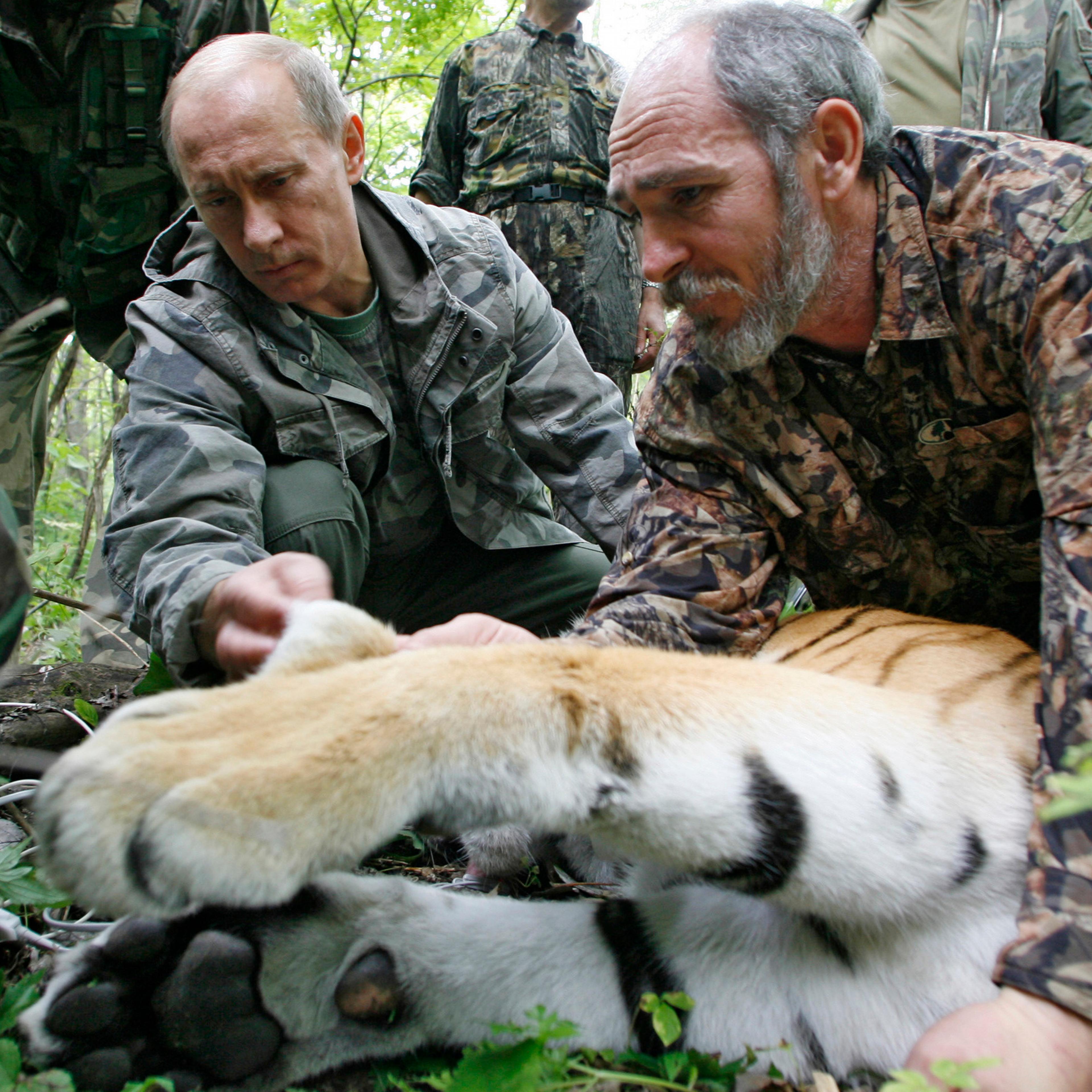 Prime Minister Vladimir Putin, left, looks at the tranquilized five-year-old Ussuri tiger as researchers put a collar with a satellite tracker on the animal in a Russian Academy of Sciences reserve in Russia's Far East on Aug. 31, 2008.