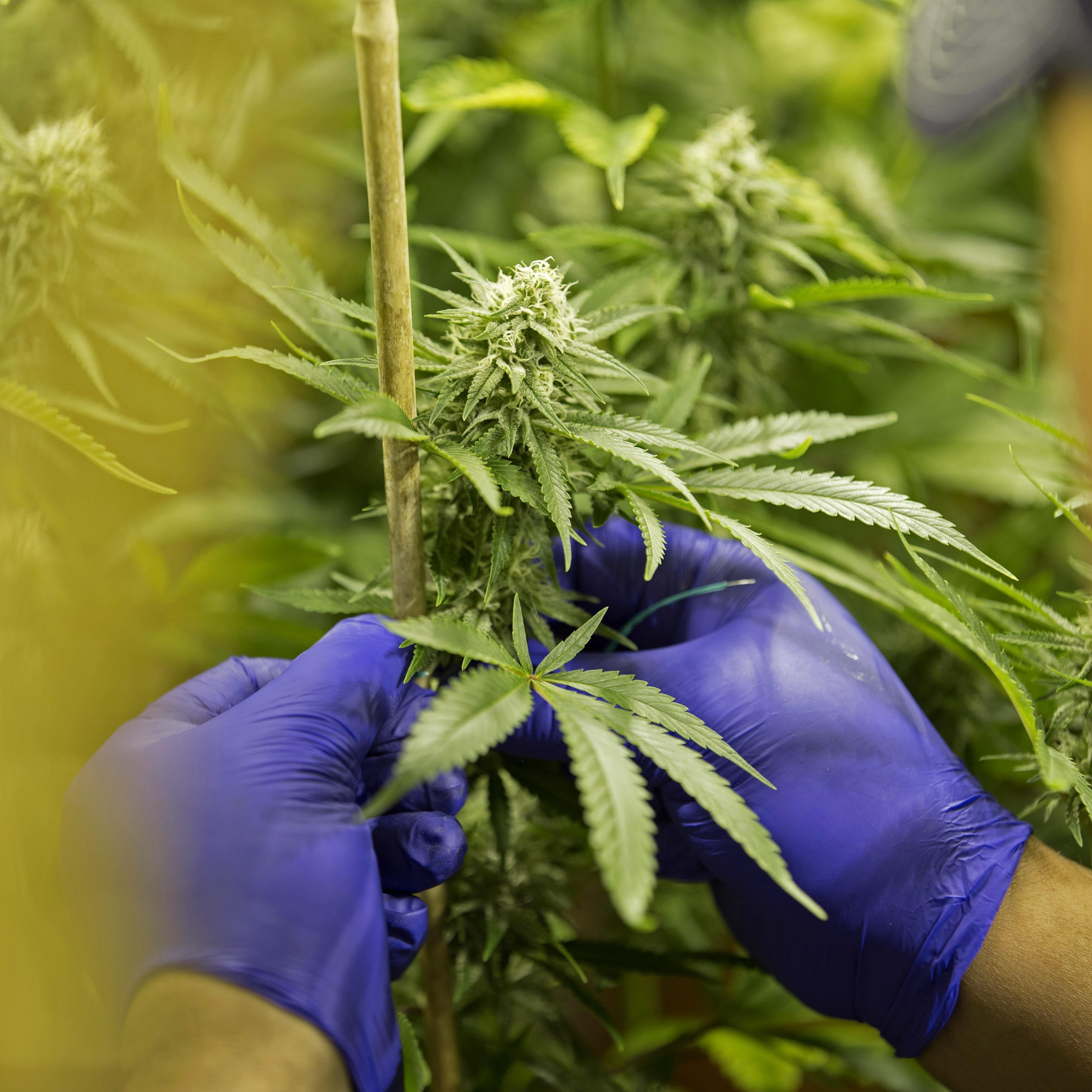 Inside The Sense of Healing Facility As Pot-Growing Expands, Power Demands Tax U.S. Electricity Grids